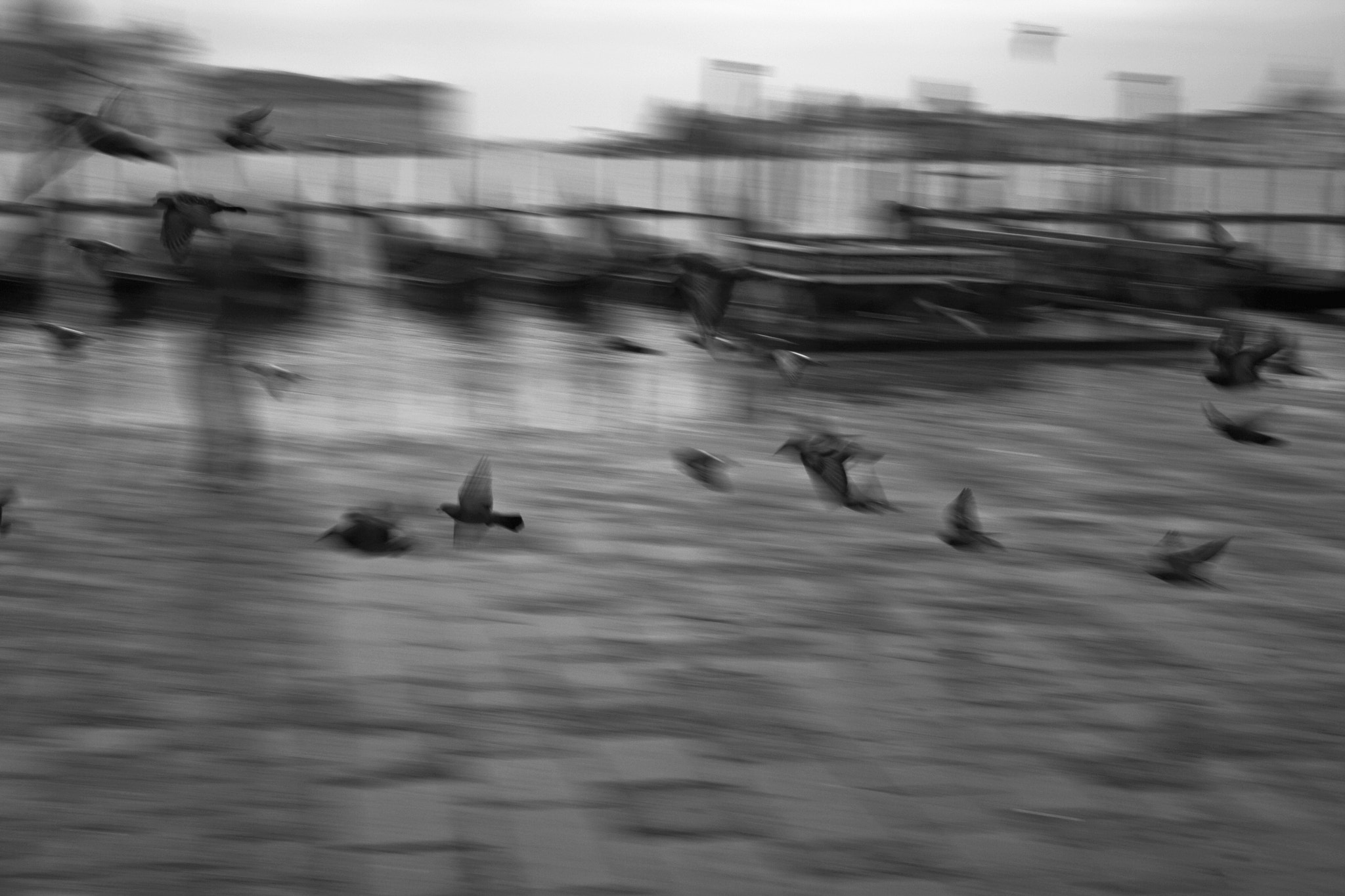 Canon EF-S 18-55mm f/3.5-5.6 USM sample photo. Birds photography