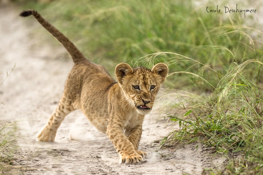 Canon EF 200-400mm F4L IS USM Extender 1.4x sample photo. Lion cub chasing sibling photography