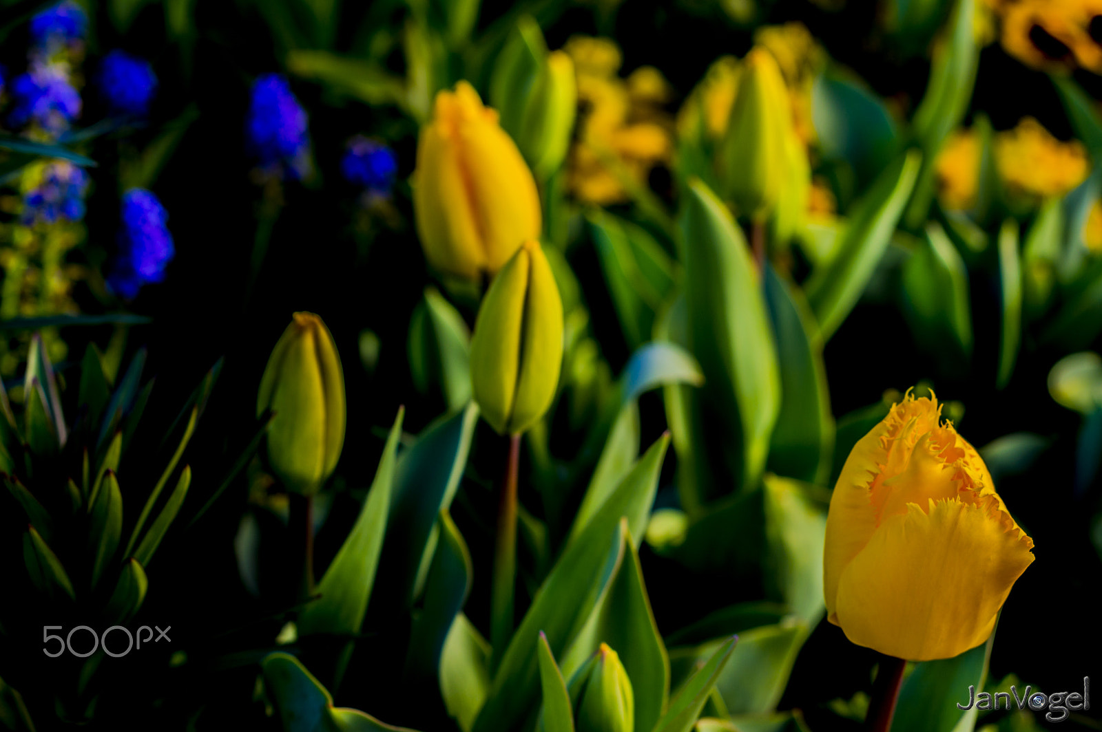 AF Nikkor 50mm f/1.8 sample photo. Yellow photography