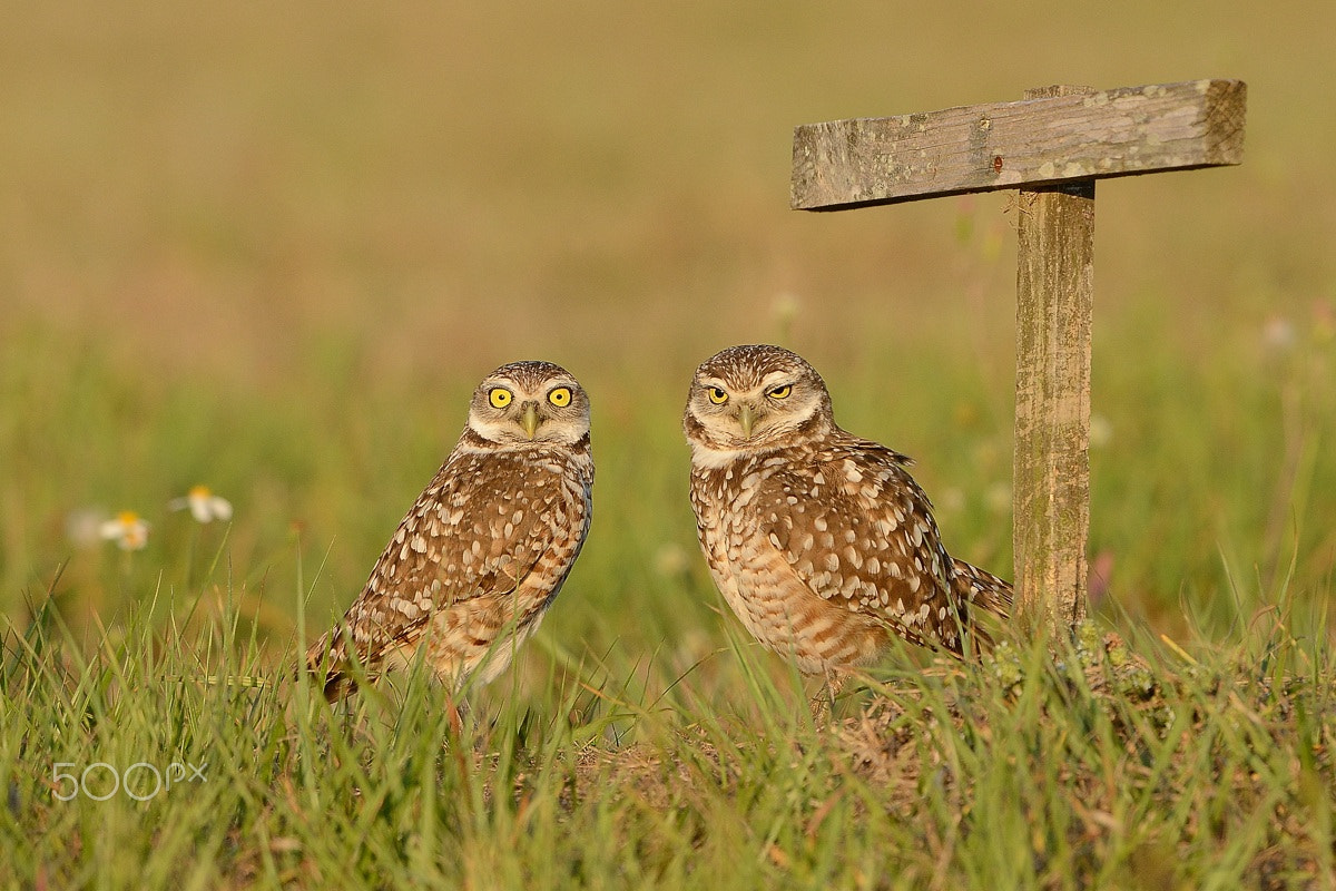 Nikon D800 + Nikon AF-S Nikkor 500mm F4G ED VR sample photo. The guardians photography