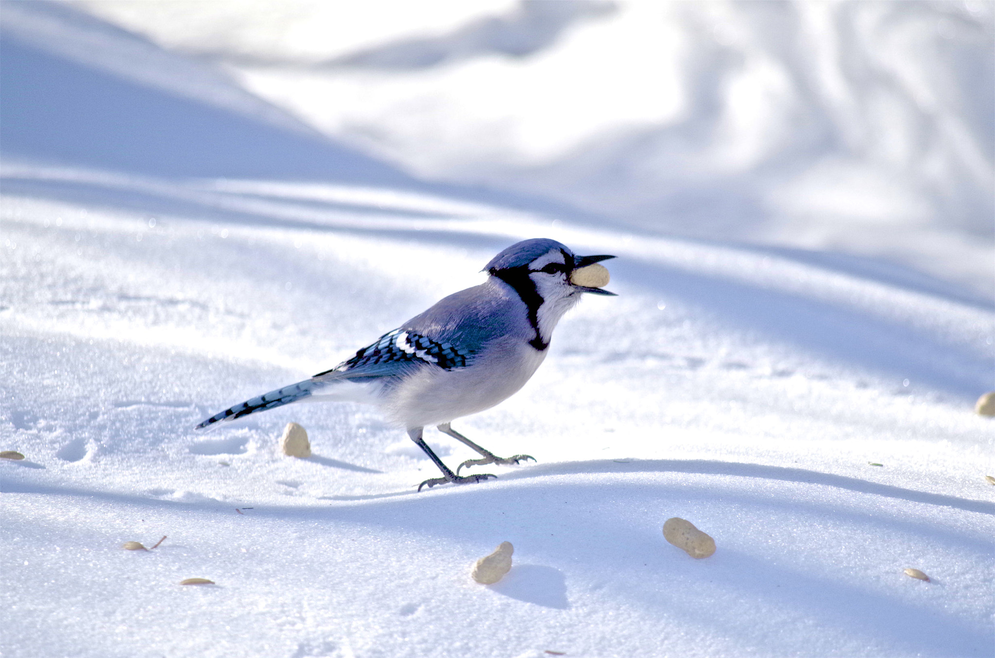 HD Pentax DA 55-300mm F4.0-5.8 ED WR sample photo. Gaie bleu photography