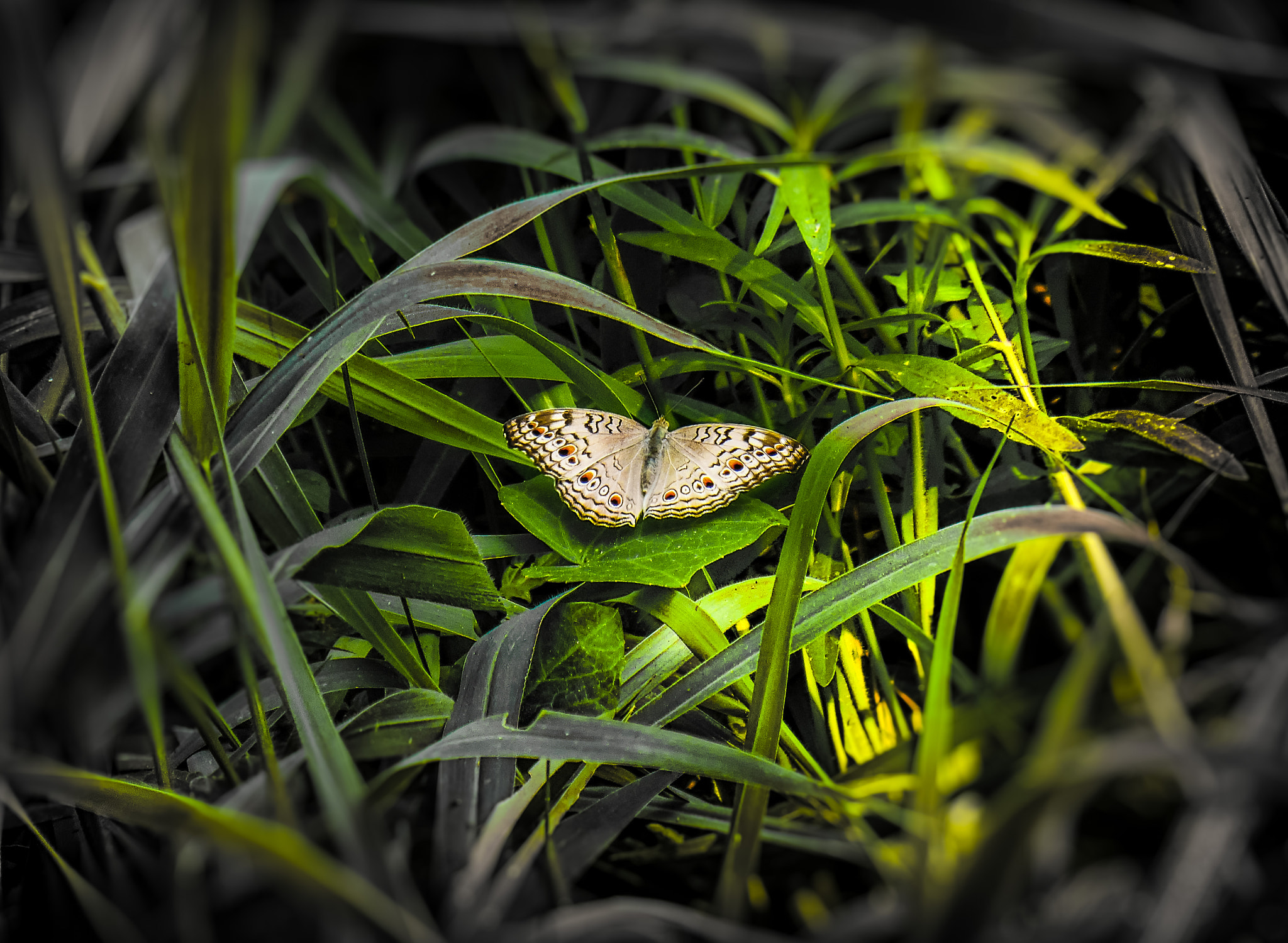 Nikon COOLPIX S3400 sample photo. Macro-butterfly-0316 photography