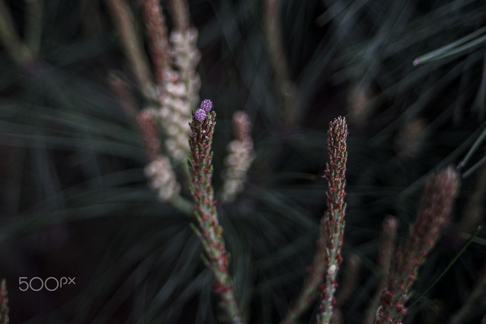 Minolta AF 24-50mm F4 sample photo. Purple pine tree flower photography