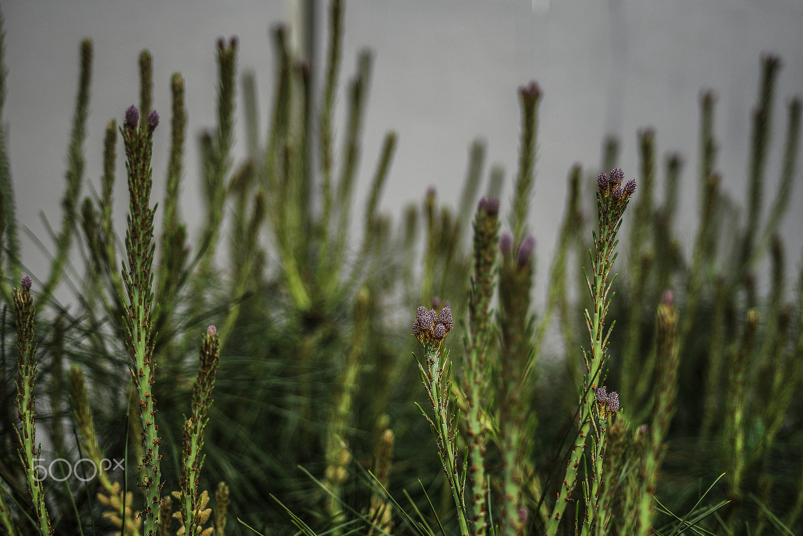 Minolta AF 24-50mm F4 sample photo. Purple pine tree flower photography