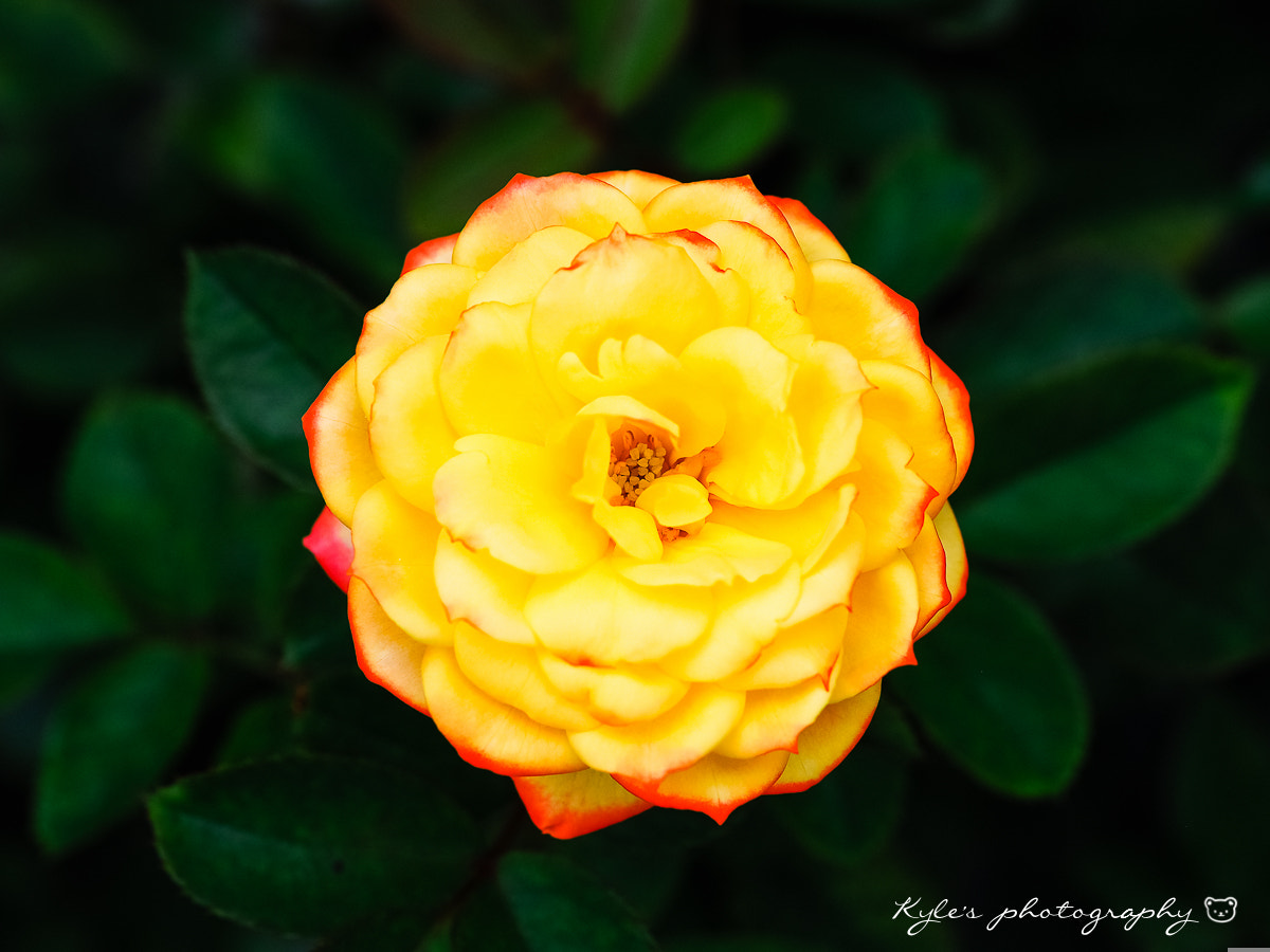 Olympus OM-D E-M1 + OLYMPUS 50mm Lens sample photo. Rose photography