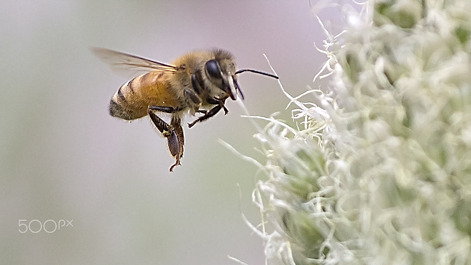 Canon EOS 600D (Rebel EOS T3i / EOS Kiss X5) + Tamron SP AF 90mm F2.8 Di Macro sample photo. Honeybee in flight photography