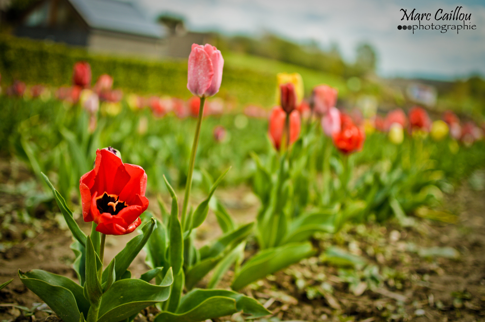 Sigma 18-125mm F3.8-5.6 DC OS HSM sample photo. 20160428-dsc_0019.jpg photography