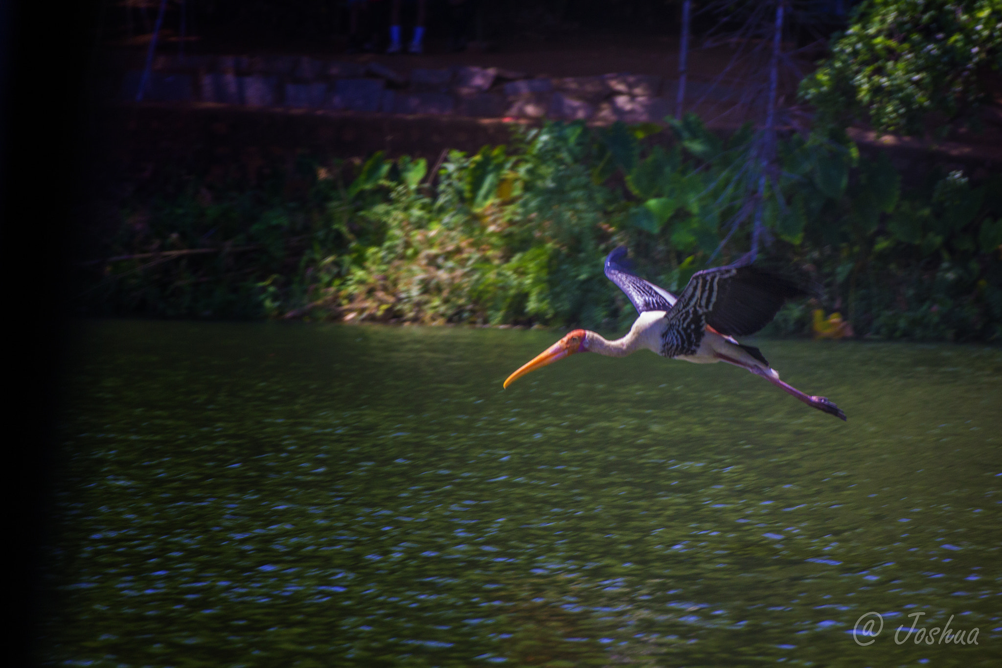 Tamron SP 35mm F1.8 Di VC USD sample photo. Painted stork photography