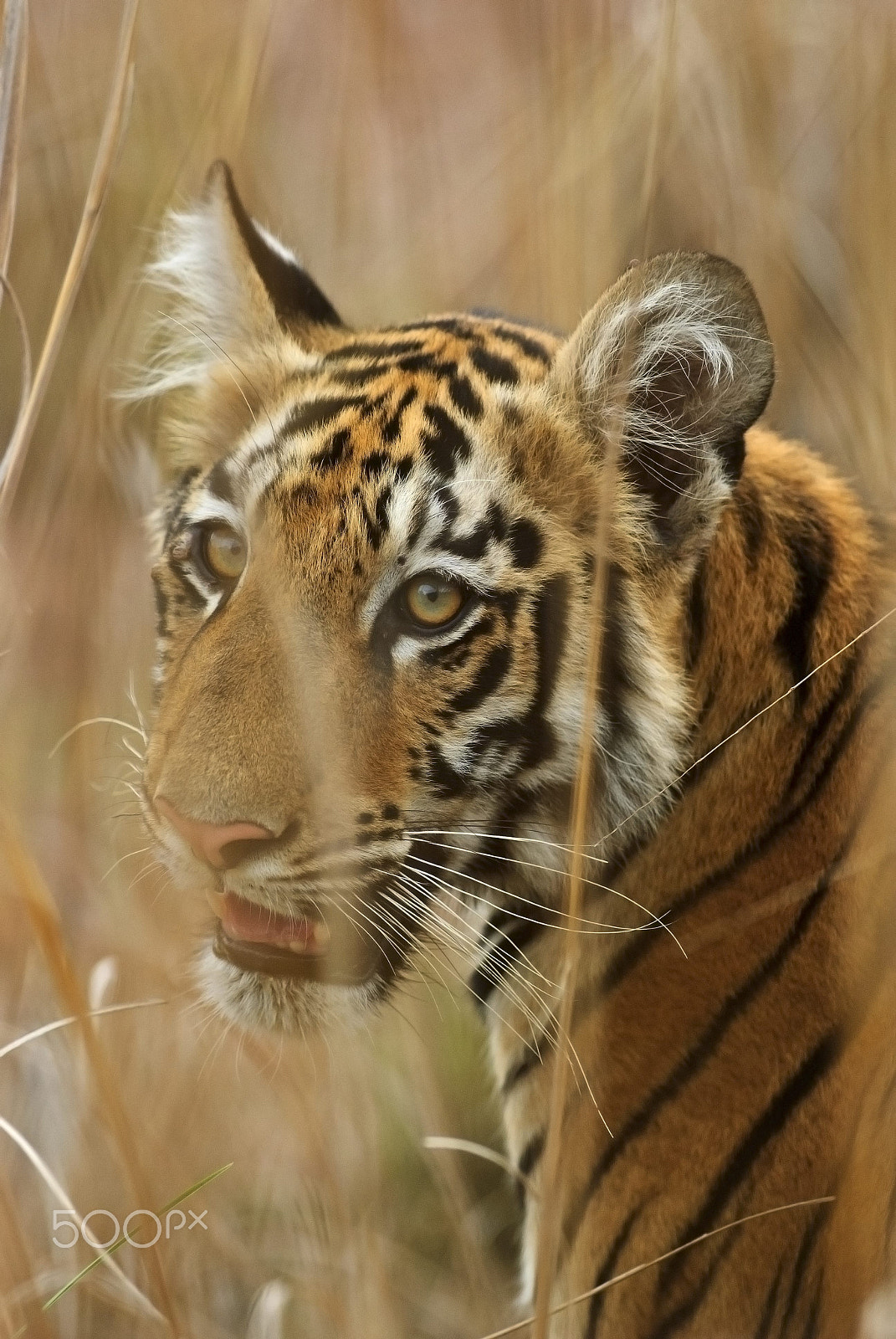 Nikon AF-S Nikkor 300mm F2.8G ED VR II sample photo. The bengal tiger photography