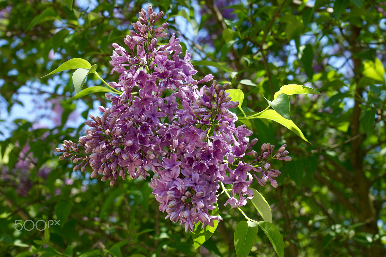 Sony Alpha DSLR-A290 + Sony DT 16-50mm F2.8 SSM sample photo. Lilac photography