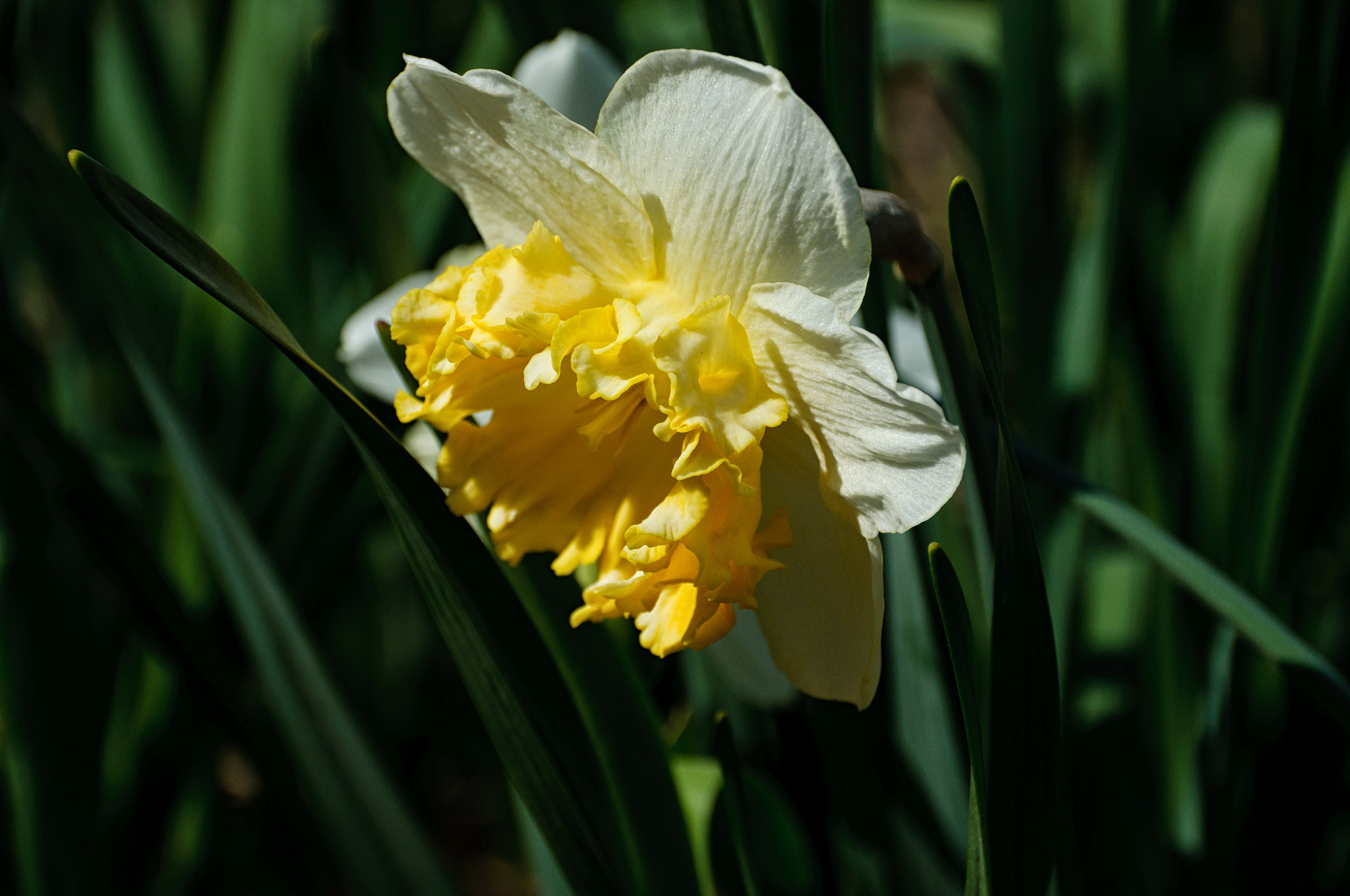 Sigma 18-200mm F3.5-6.3 II DC OS HSM sample photo. Another perfect narcissus photography