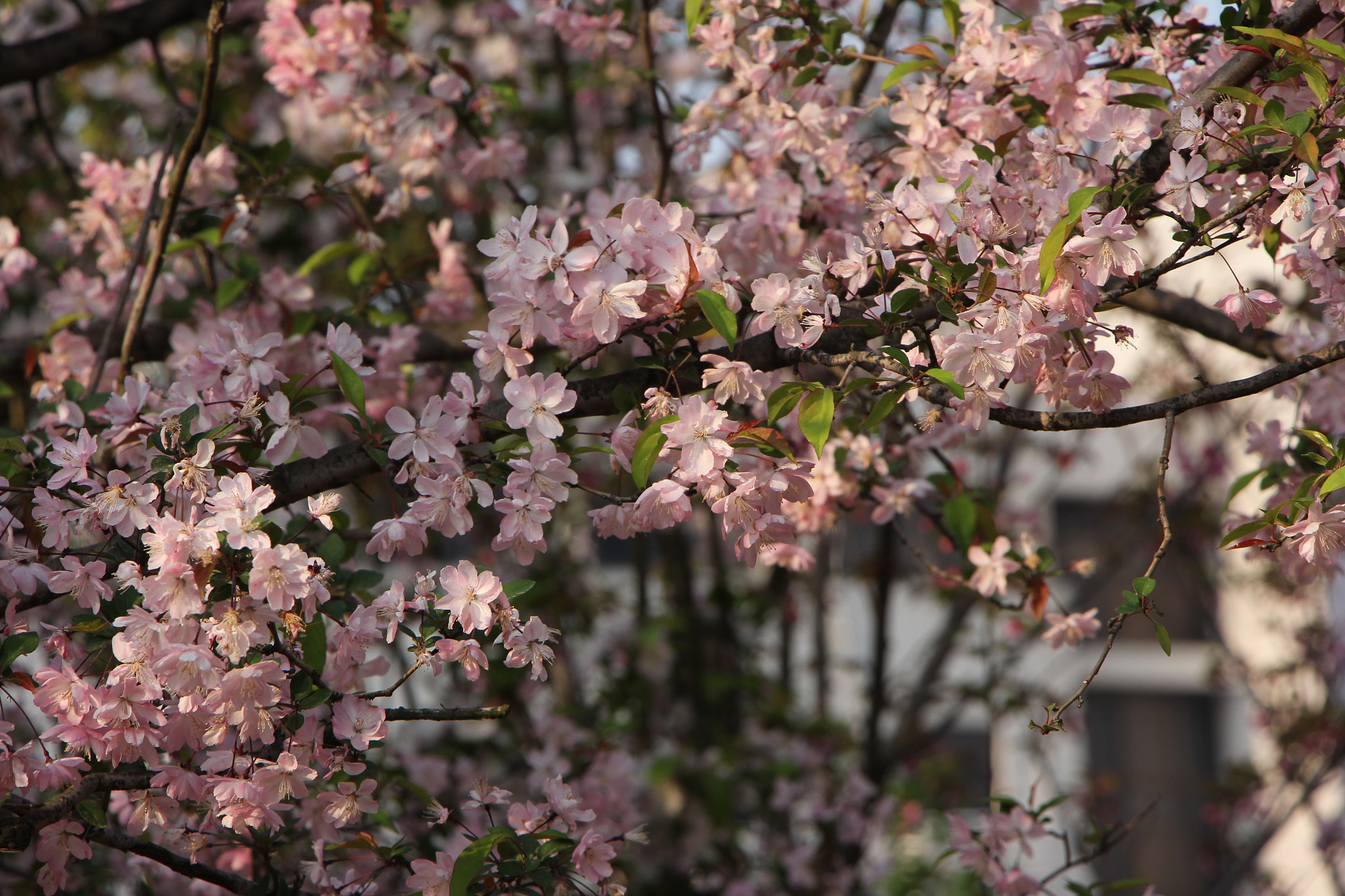 Canon EF-S 18-135mm F3.5-5.6 IS STM sample photo. Sakura and people in ustc photography