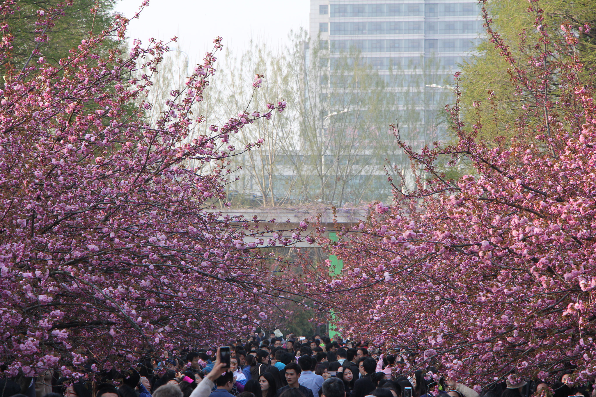 Canon EF-S 18-135mm F3.5-5.6 IS STM sample photo. Sakura and people in ustc photography