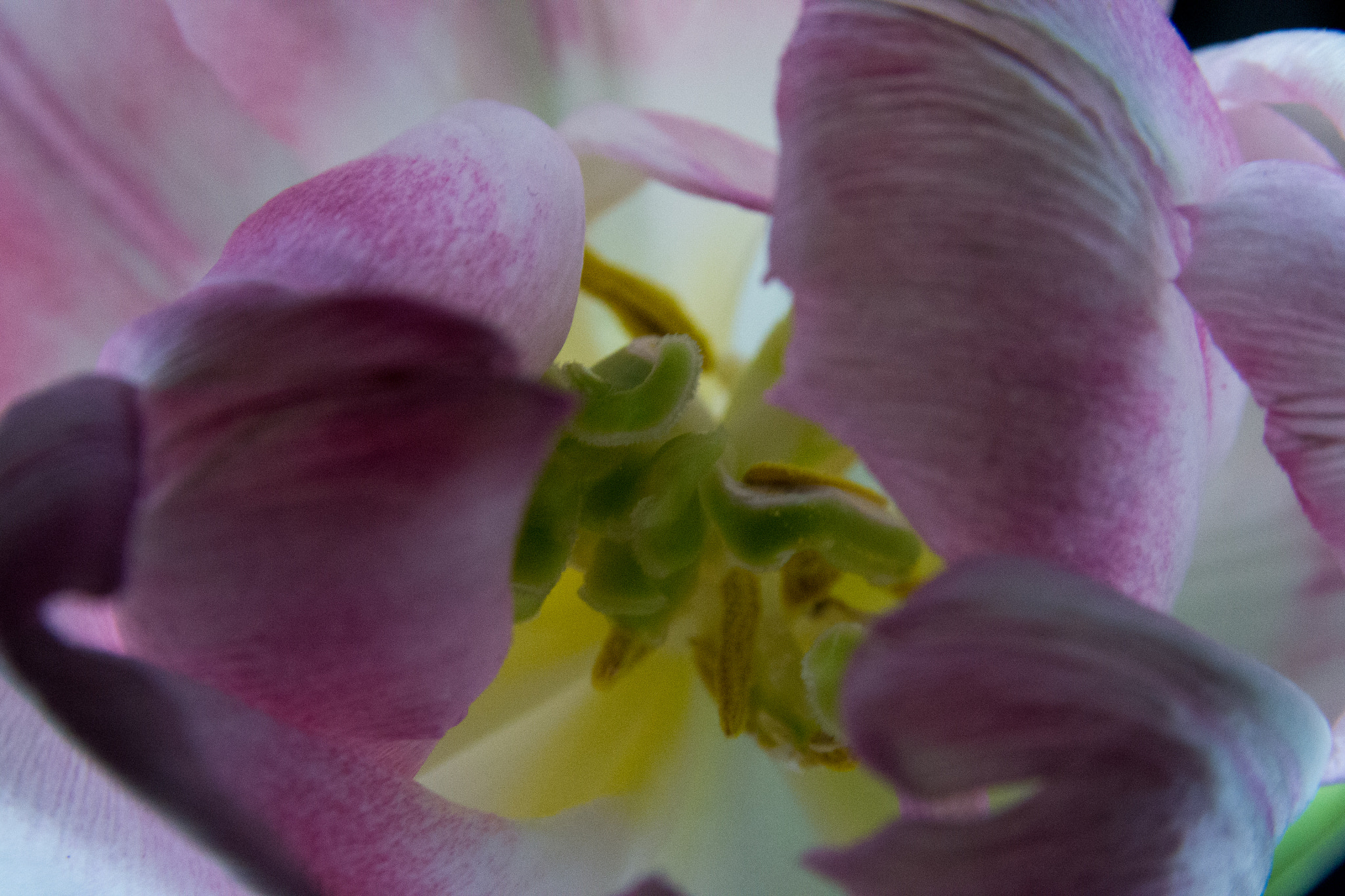 Sigma 17-70mm F2.8-4 DC Macro OS HSM sample photo. Pink tulip photography
