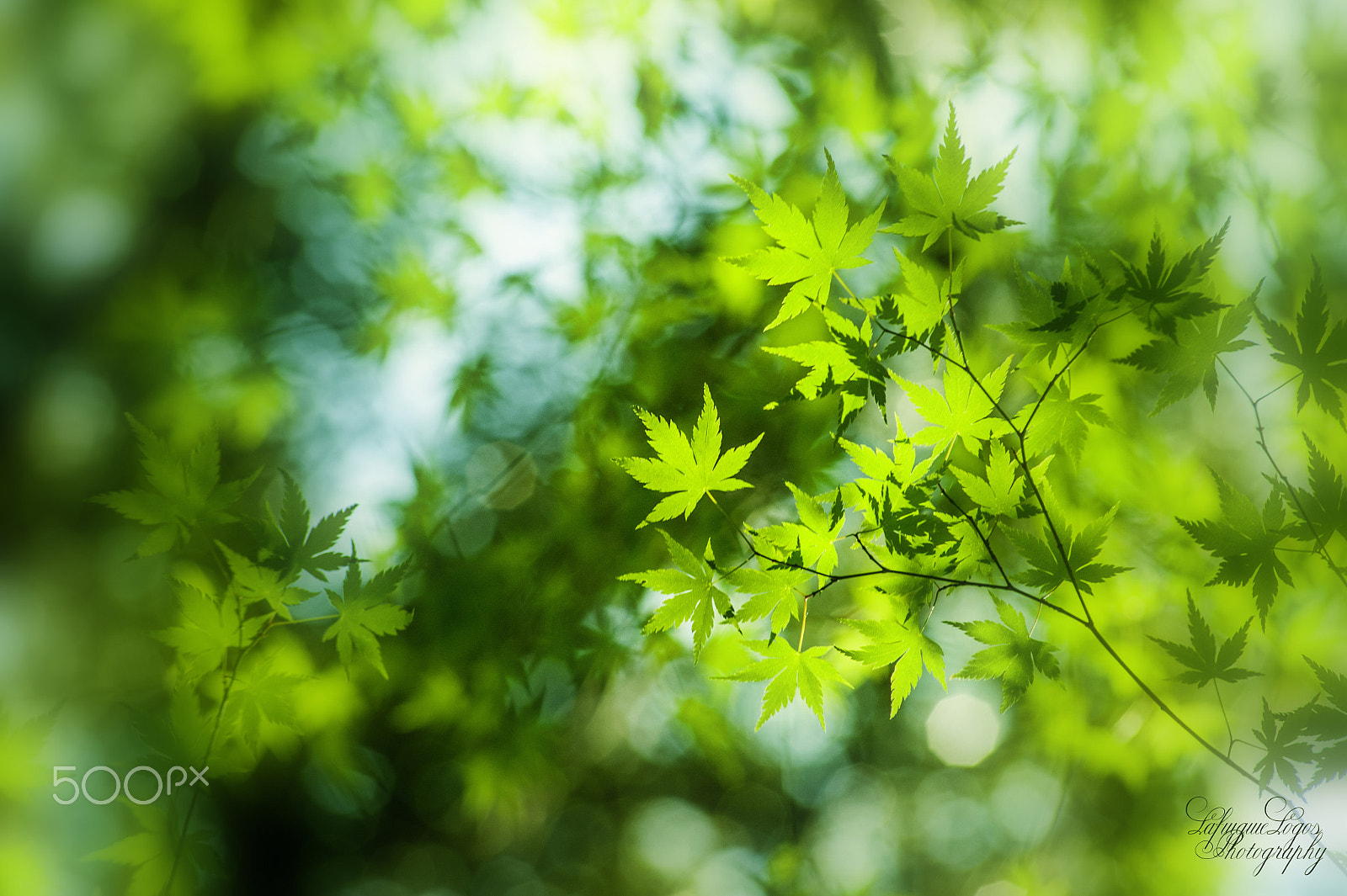 Sigma 70-300mm F4-5.6 APO DG Macro sample photo. An extempore poem of green photography