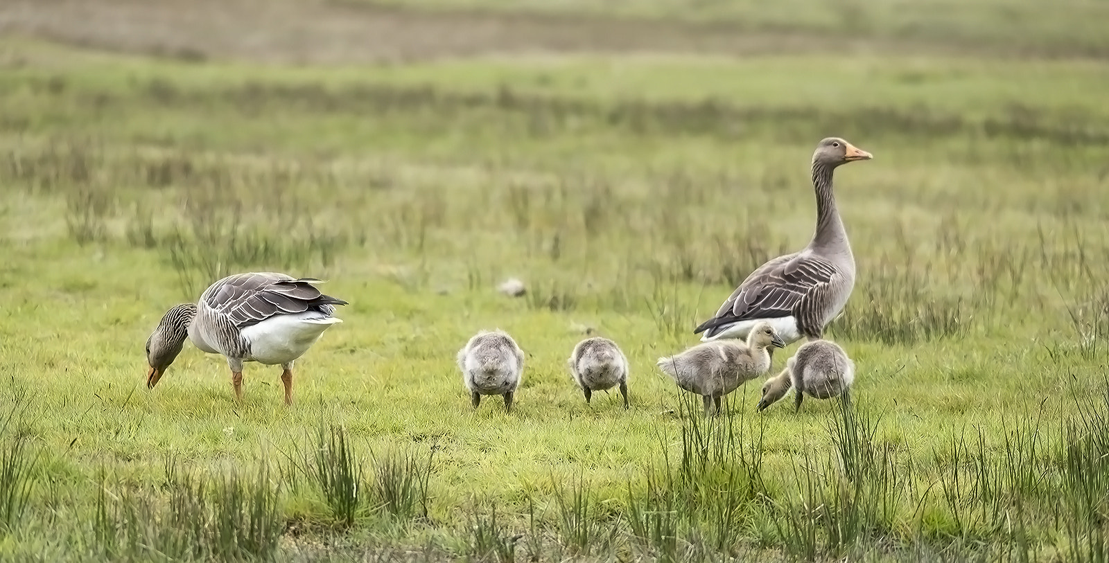 Sigma 150-500mm F5-6.3 DG OS HSM sample photo. Familie gans photography