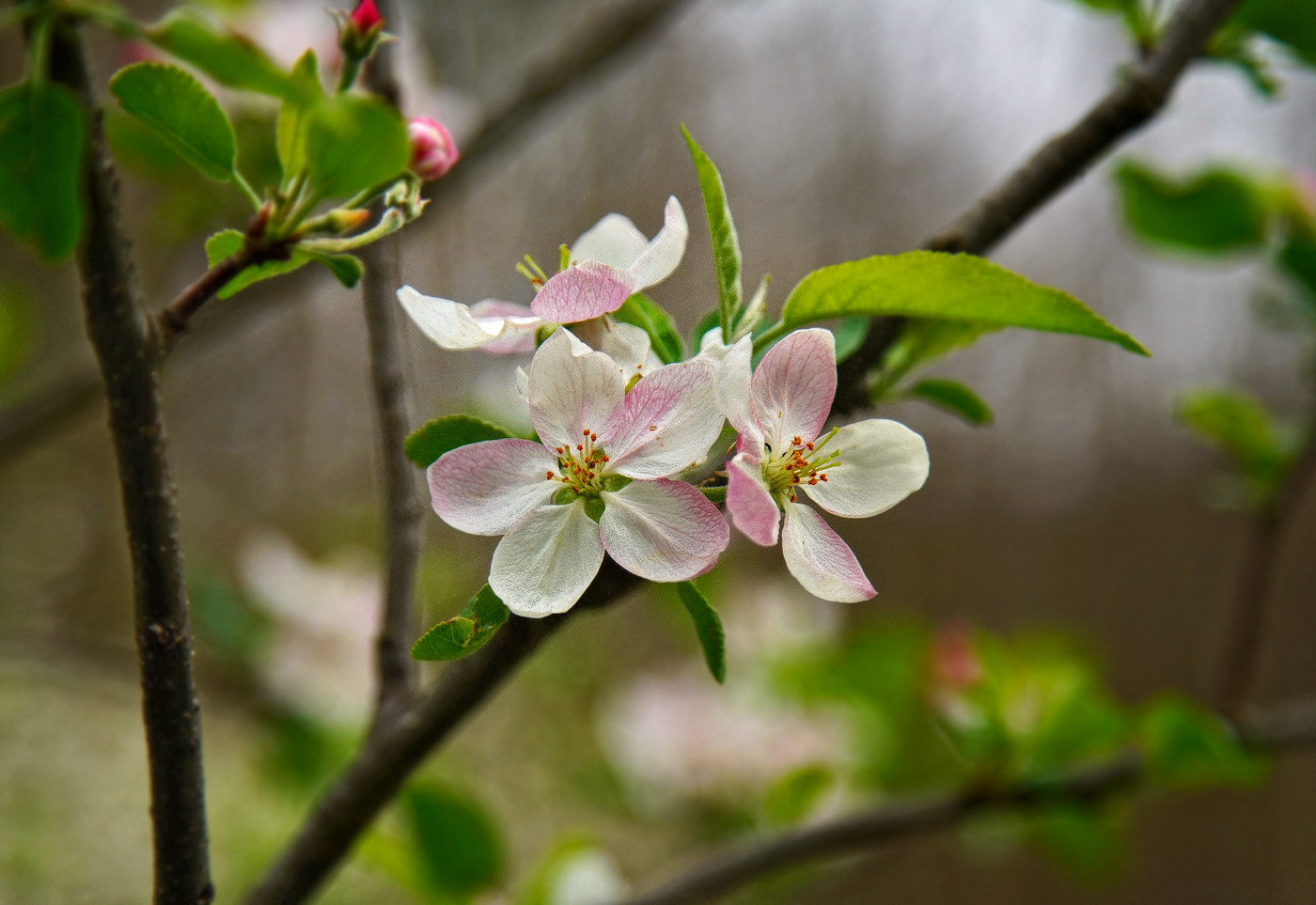 24-105mm F4 G SSM OSS sample photo. Apple, pink and white. photography