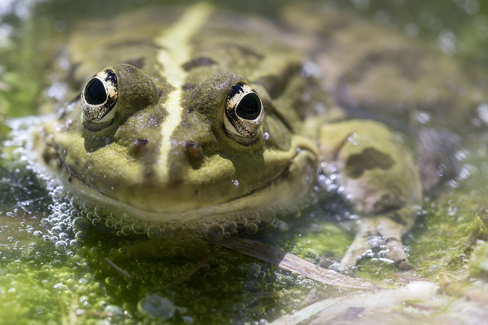 Tamron SP AF 180mm F3.5 Di LD (IF) Macro sample photo. Grenouille photography