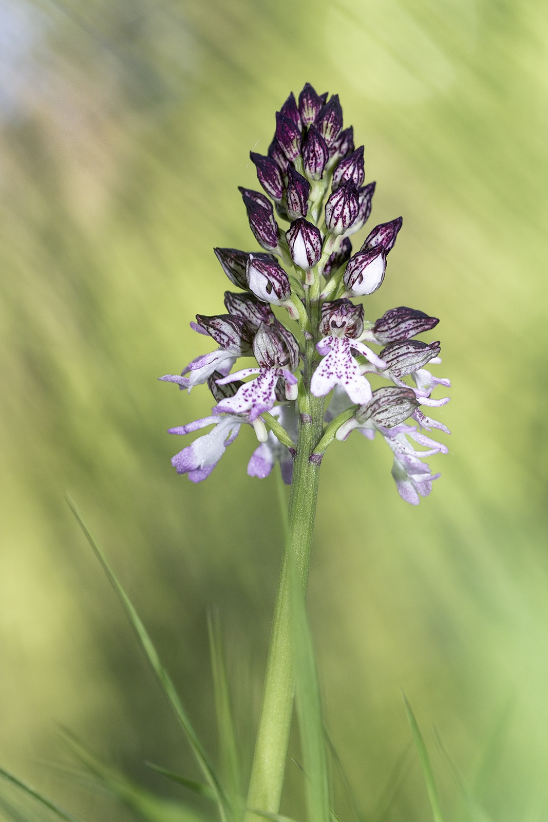 Tamron SP AF 180mm F3.5 Di LD (IF) Macro sample photo. Les yeux dans les yeux photography