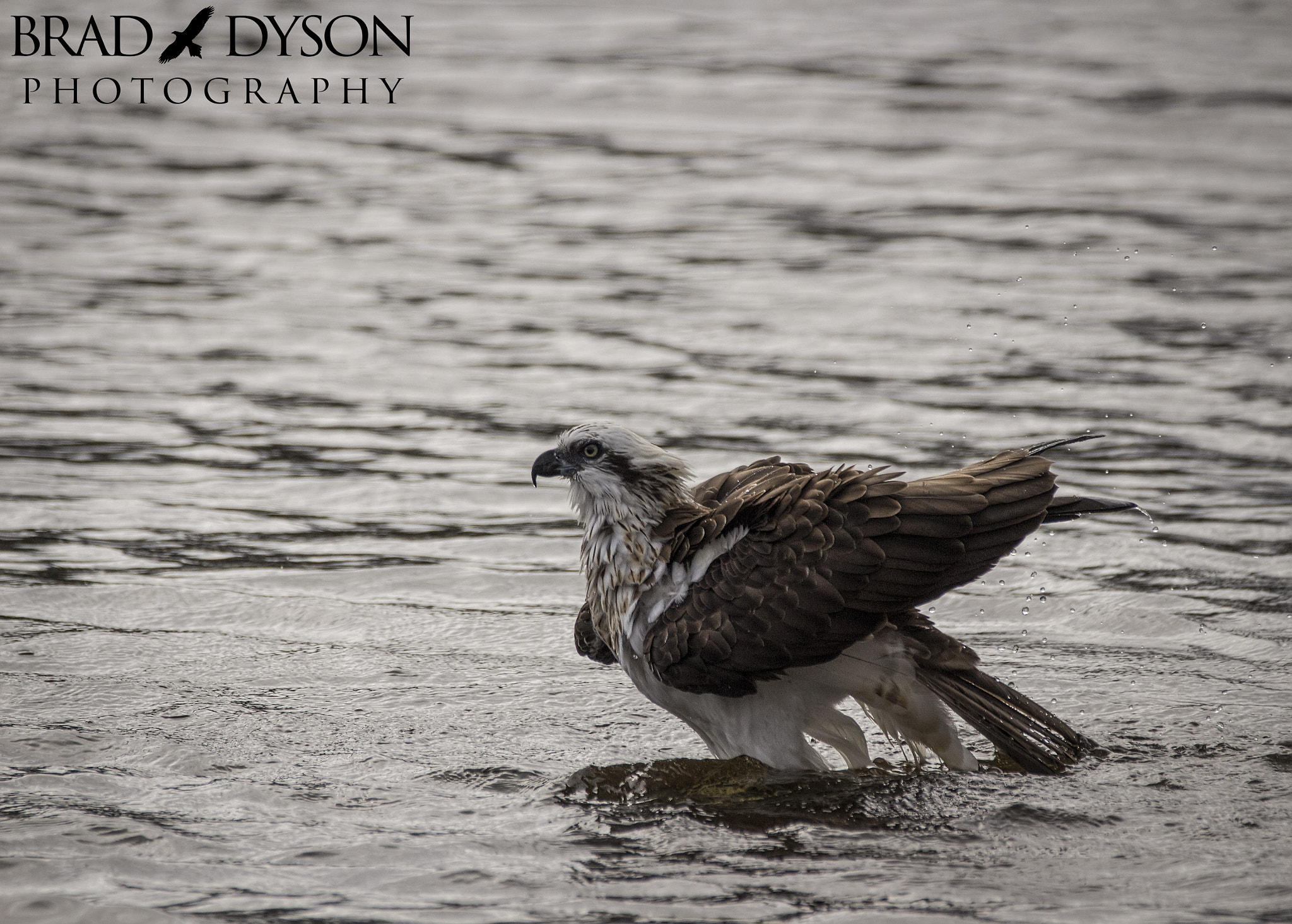 Sigma 150-600mm F5-6.3 DG OS HSM | C sample photo. Bathing osprey, western australia photography