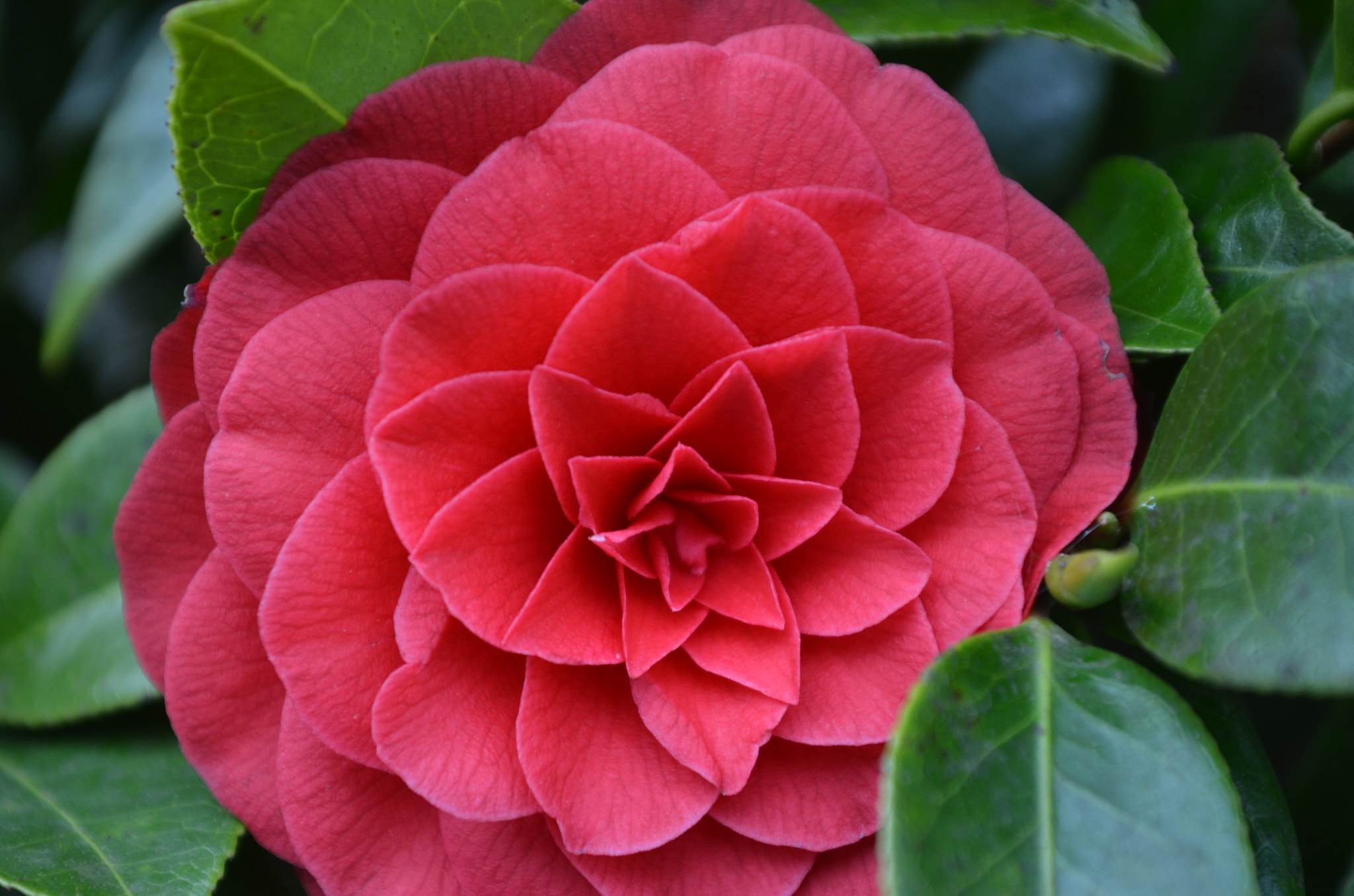 Sigma 18-50mm F2.8-4.5 DC OS HSM sample photo. Fleur rouge photography