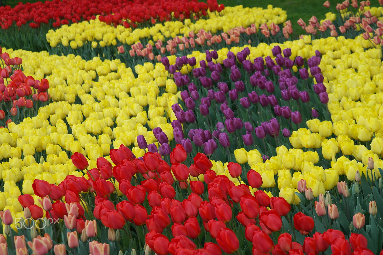 Samsung NX200 sample photo. Tulips photography