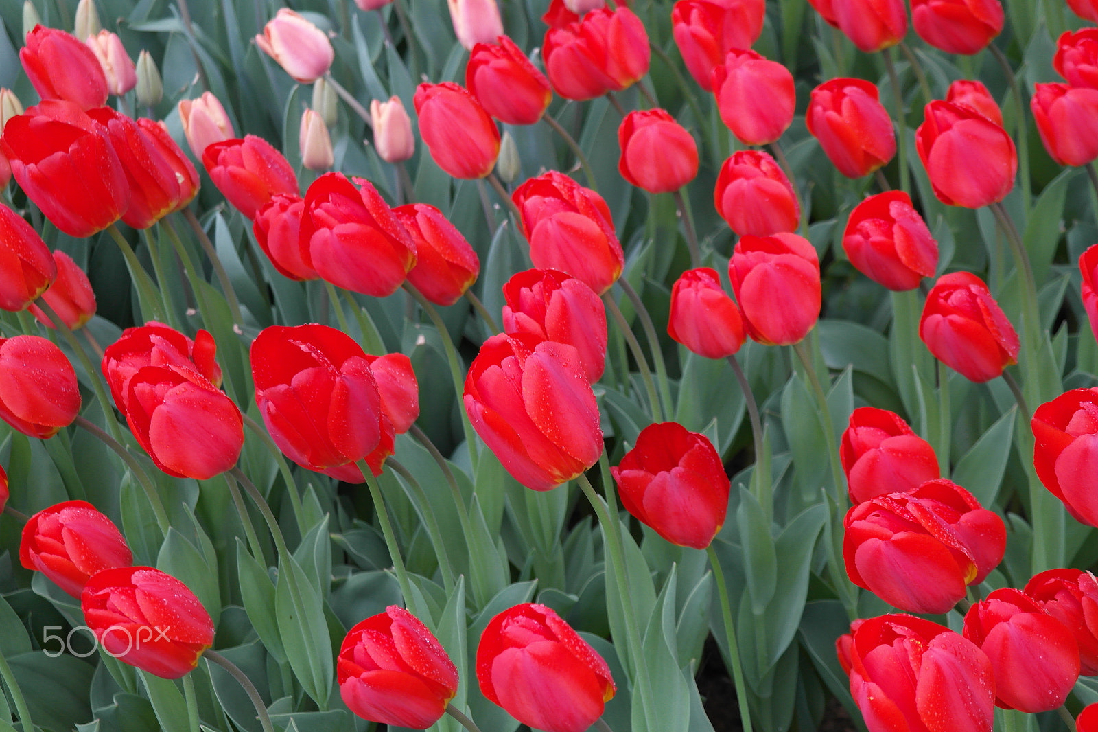 Samsung NX200 sample photo. Red tulips photography