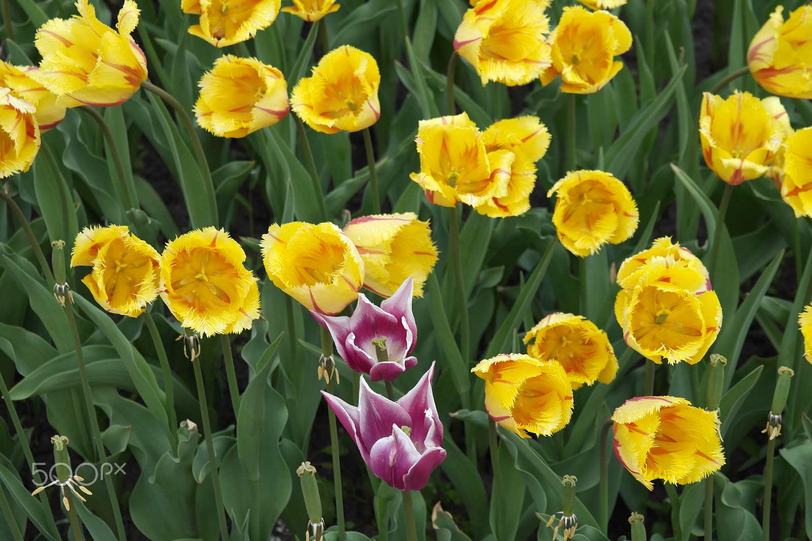 Samsung NX200 sample photo. Yellow tulips photography