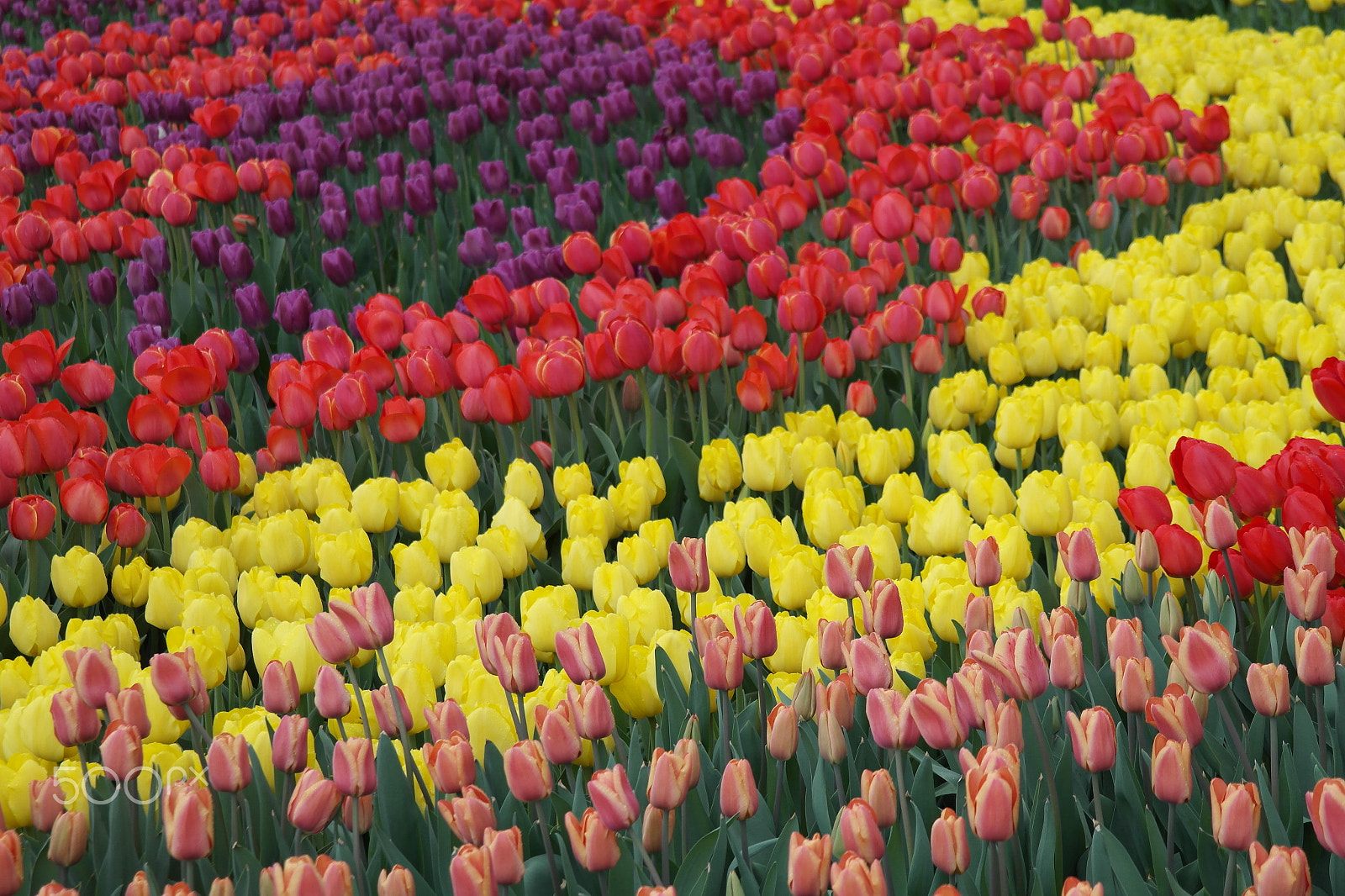 Samsung NX200 sample photo. Rainbow tulips photography