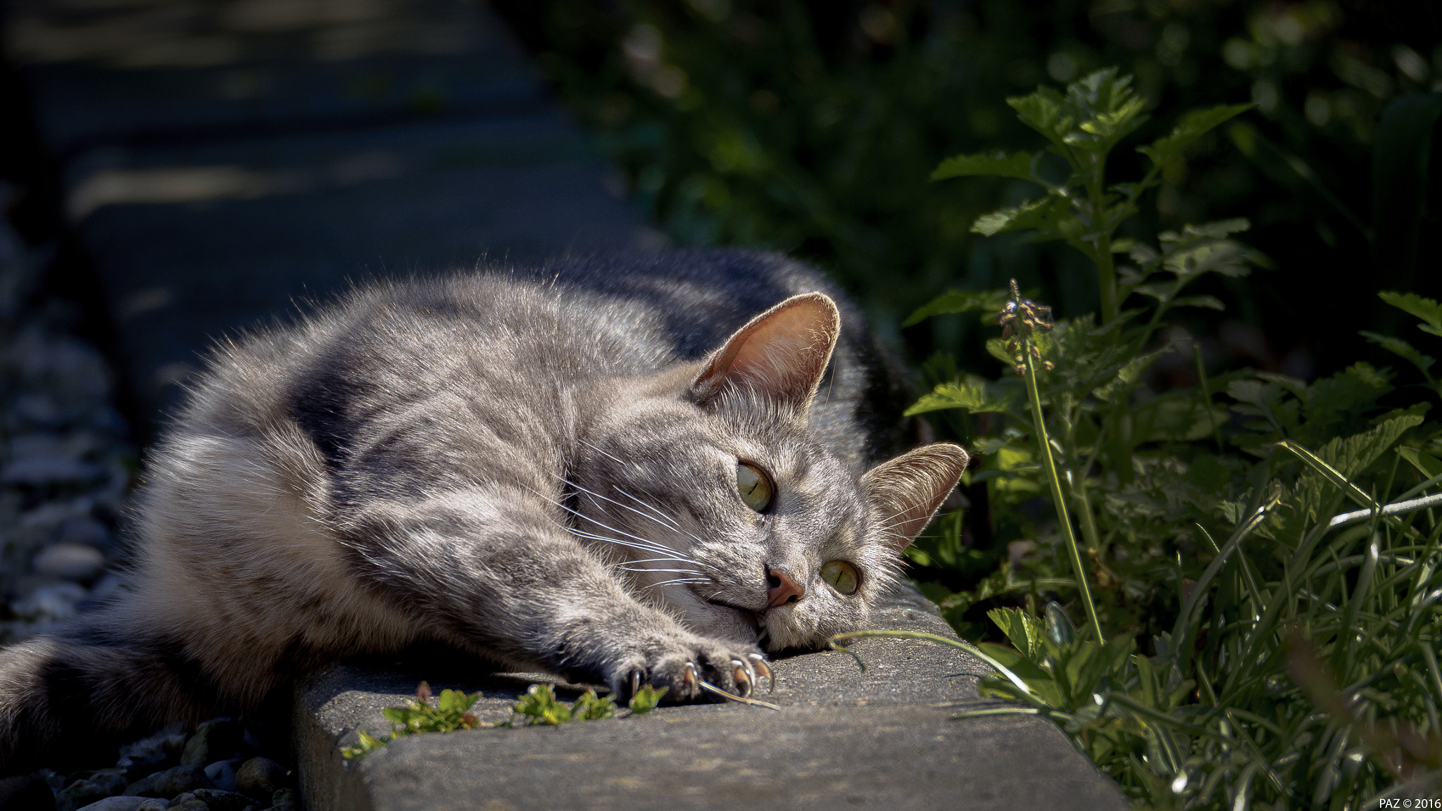 Olympus OM-D E-M10 II sample photo. Cat vs sun photography