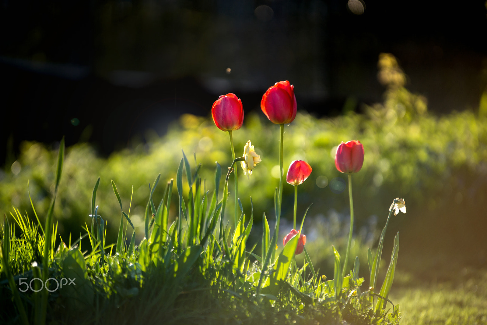 70-200mm F2.8 sample photo. Wild tulips photography