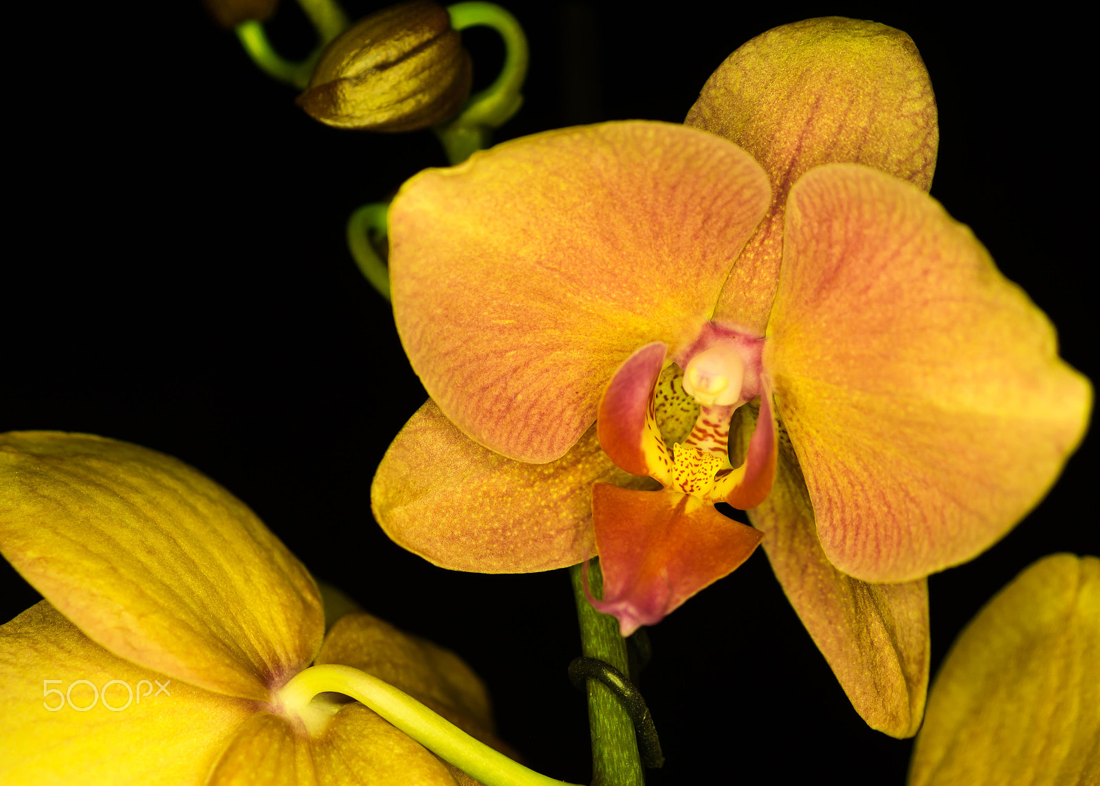 Sony SLT-A58 + Sony DT 30mm F2.8 Macro SAM sample photo. Orange iii photography