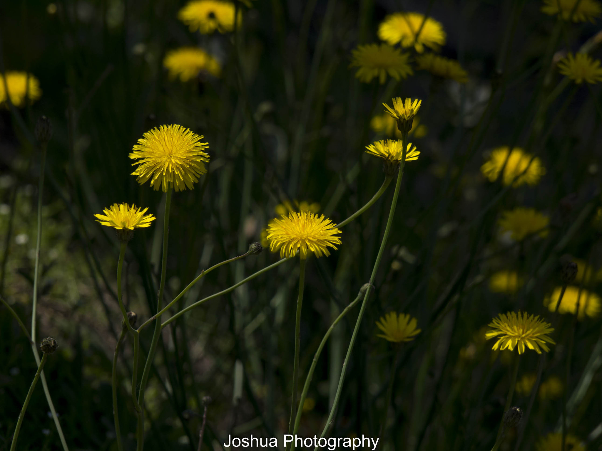 Panasonic Lumix G Vario 45-200mm F4-5.6 OIS sample photo. _1120805.jpg photography