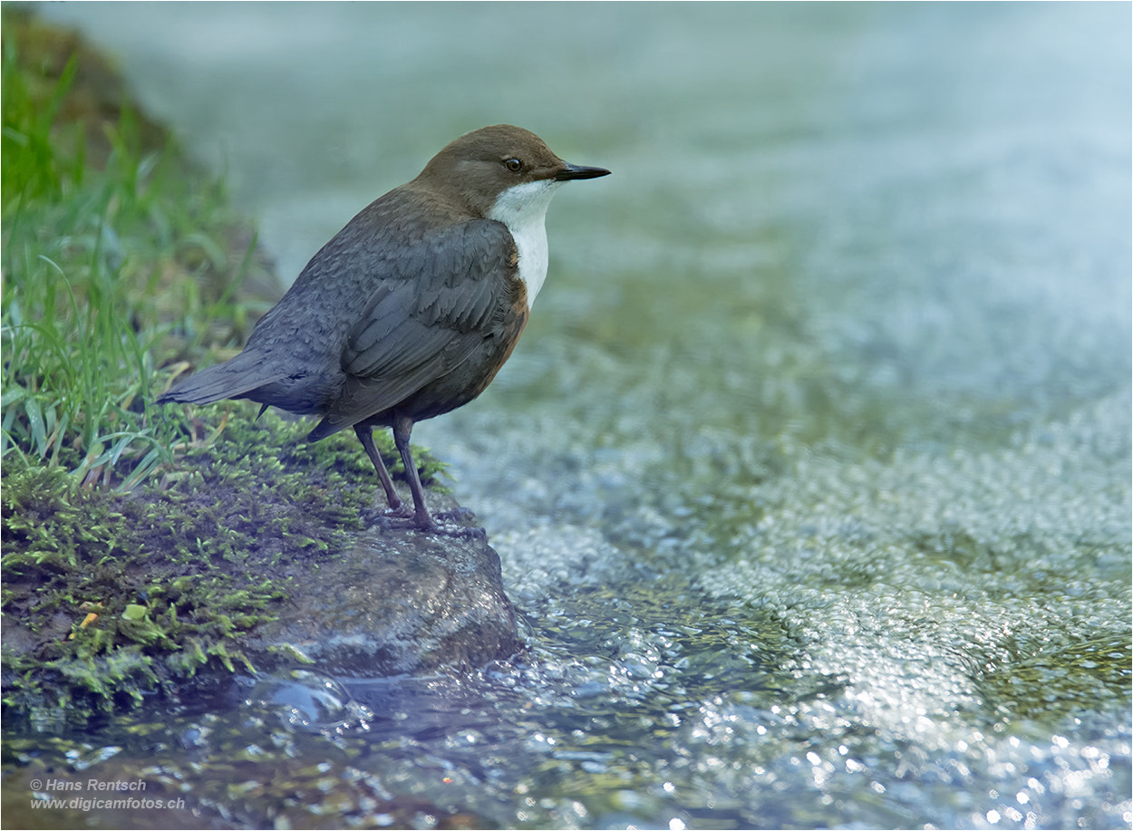 Nikon D5 sample photo. White-throated dipper  / cinclus cinclus photography