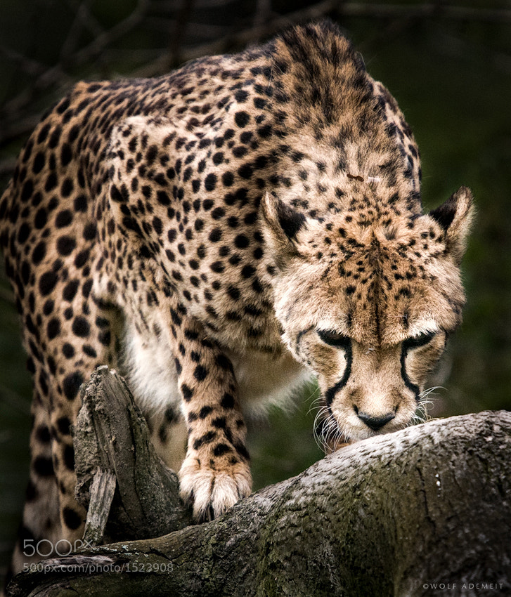 29 cheetah color