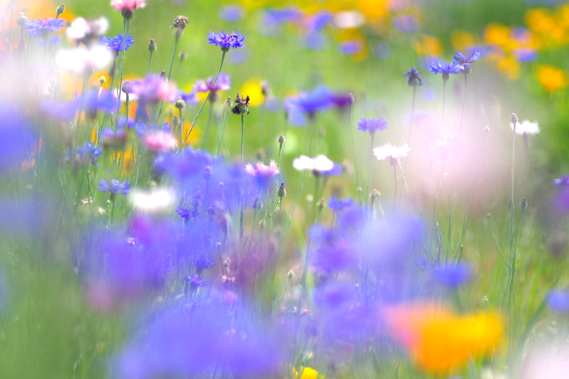 Pentax smc FA 77mm 1.8 Limited sample photo. Cornflower photography