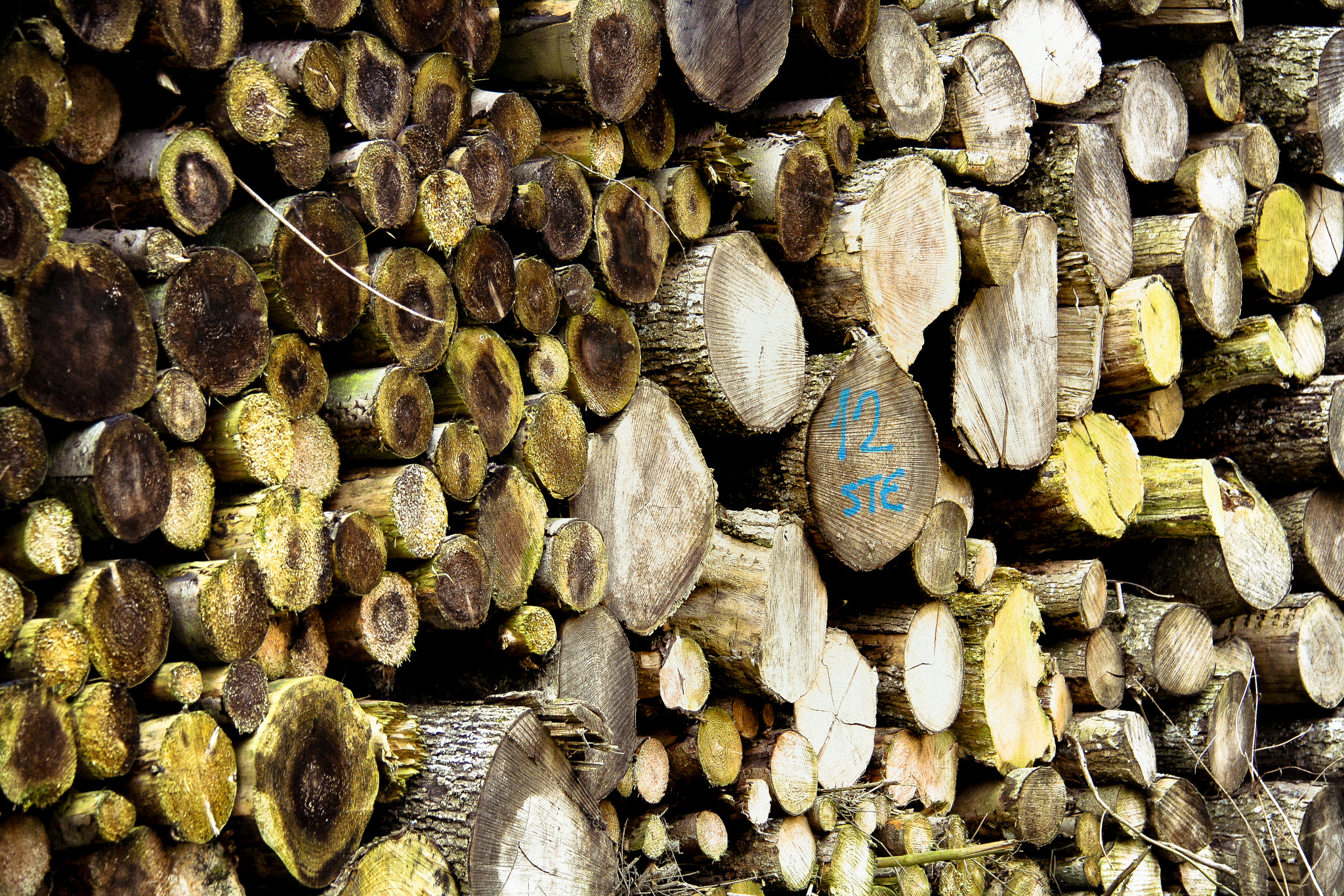 Canon EOS 1000D (EOS Digital Rebel XS / EOS Kiss F) sample photo. Wood pile photography