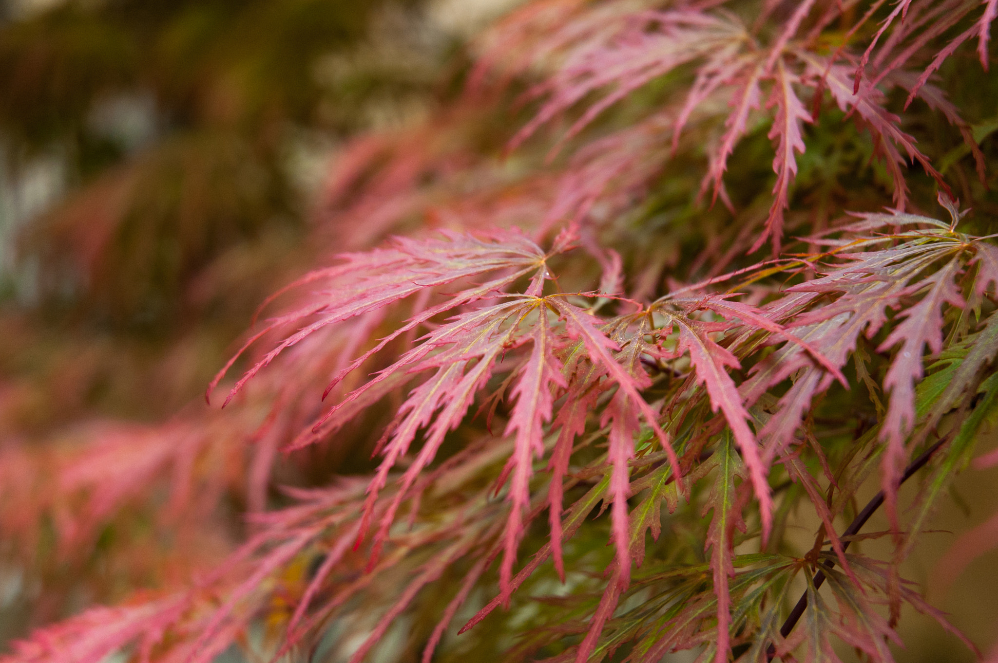 Nikon D50 sample photo. Japanese maple photography