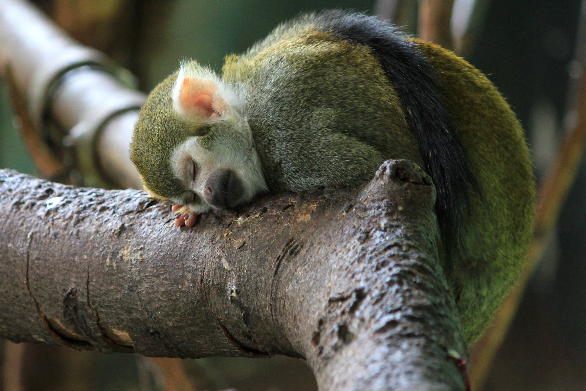 Canon EF-S 55-250mm F4-5.6 IS sample photo. Let sleeping monkeys lie! photography