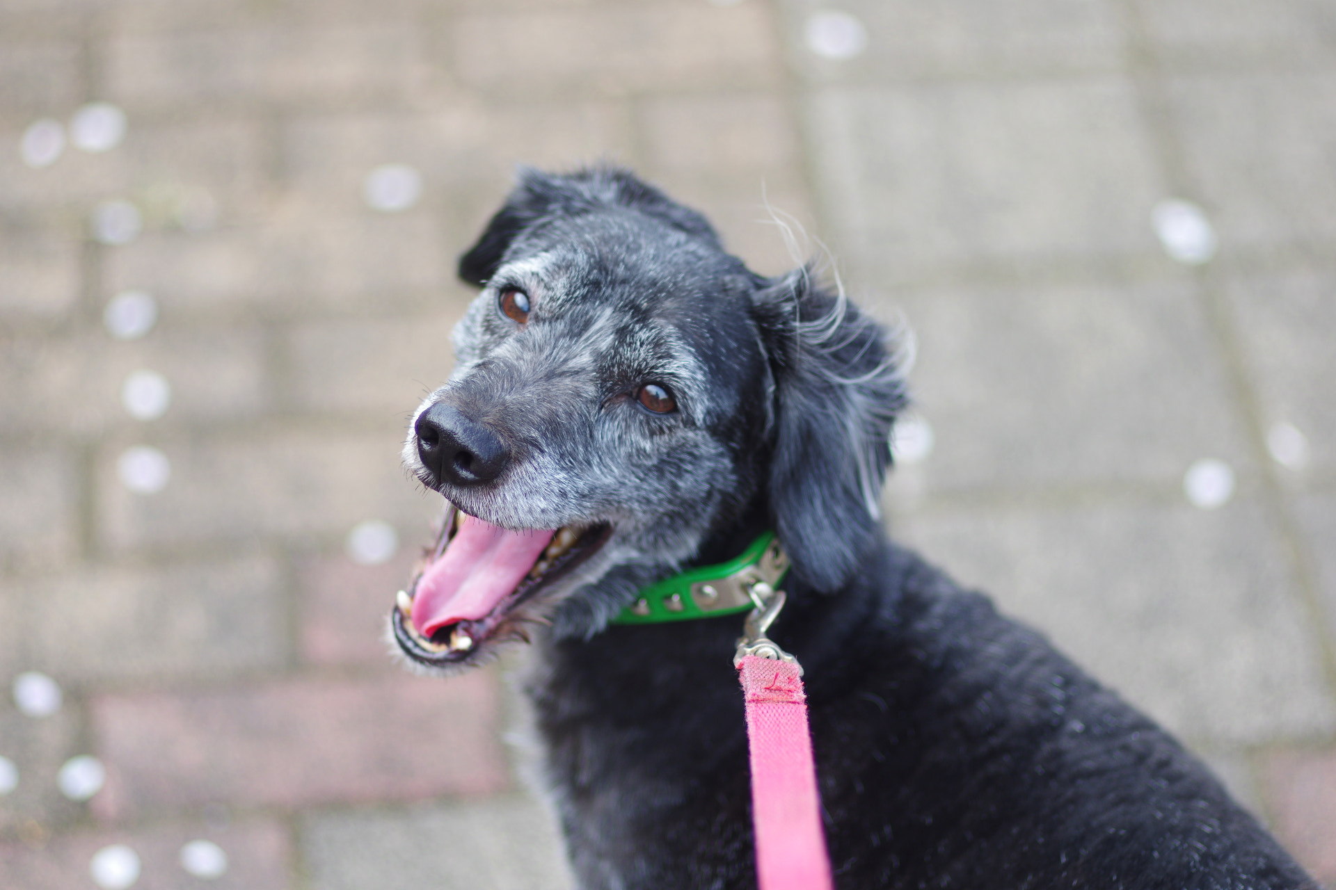Pentax smc FA 77mm 1.8 Limited sample photo. My dog photography