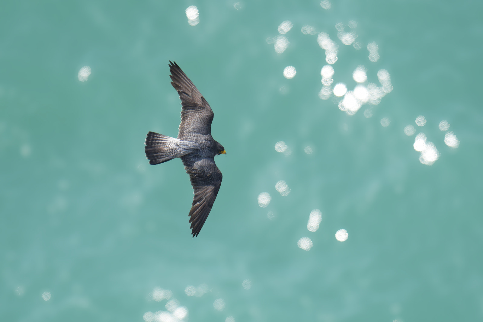Sigma 50mm F1.4 EX DG HSM sample photo. Peregrine falcon photography
