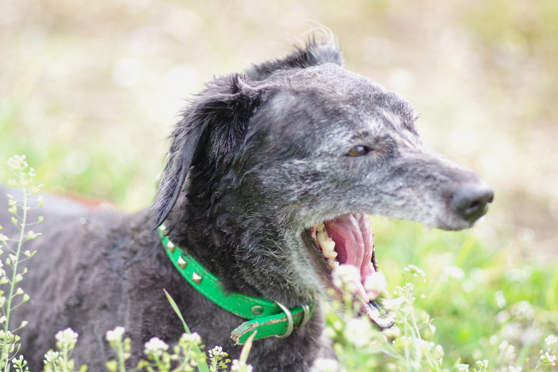 Pentax smc FA 77mm 1.8 Limited sample photo. My dog photography