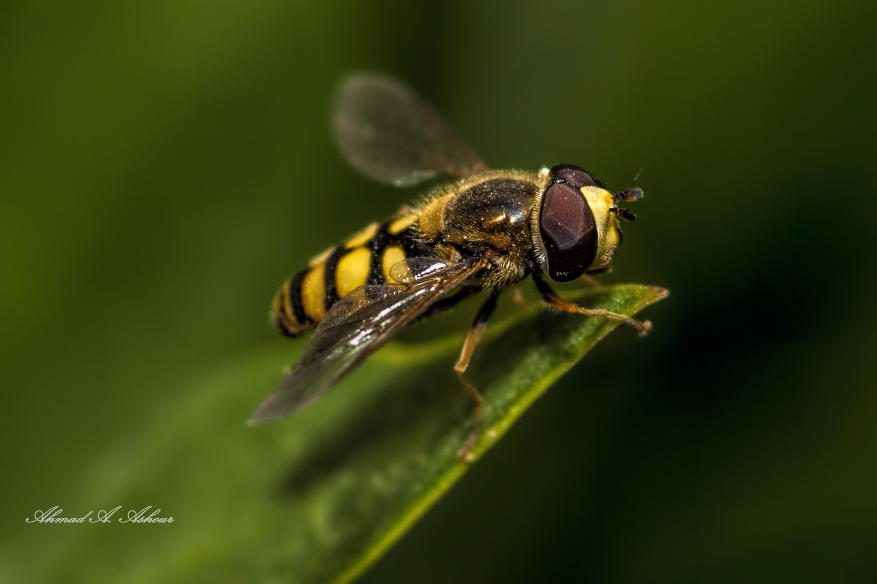 Nikon D3X sample photo. Feeling safe photography