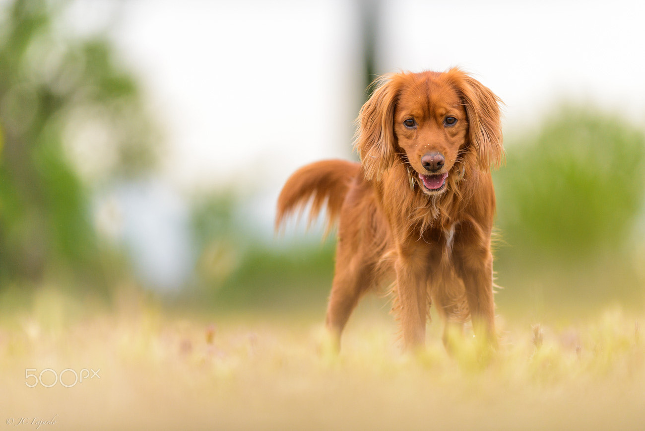 Nikon D800 + Nikon AF-S Nikkor 300mm F2.8G ED-IF VR sample photo. Field lover photography