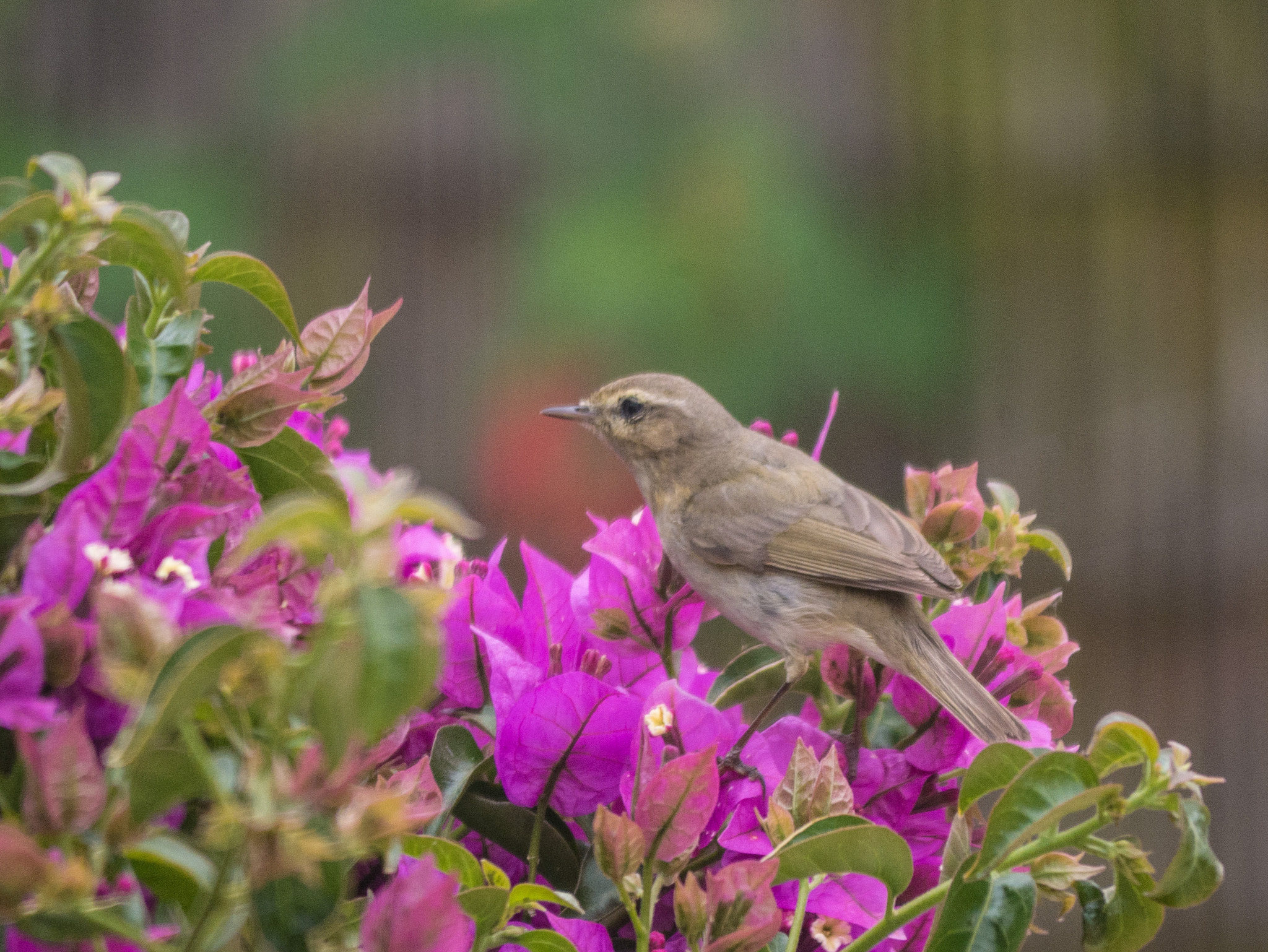 Panasonic Lumix DMC-GX7 sample photo. Chiffchaff photography