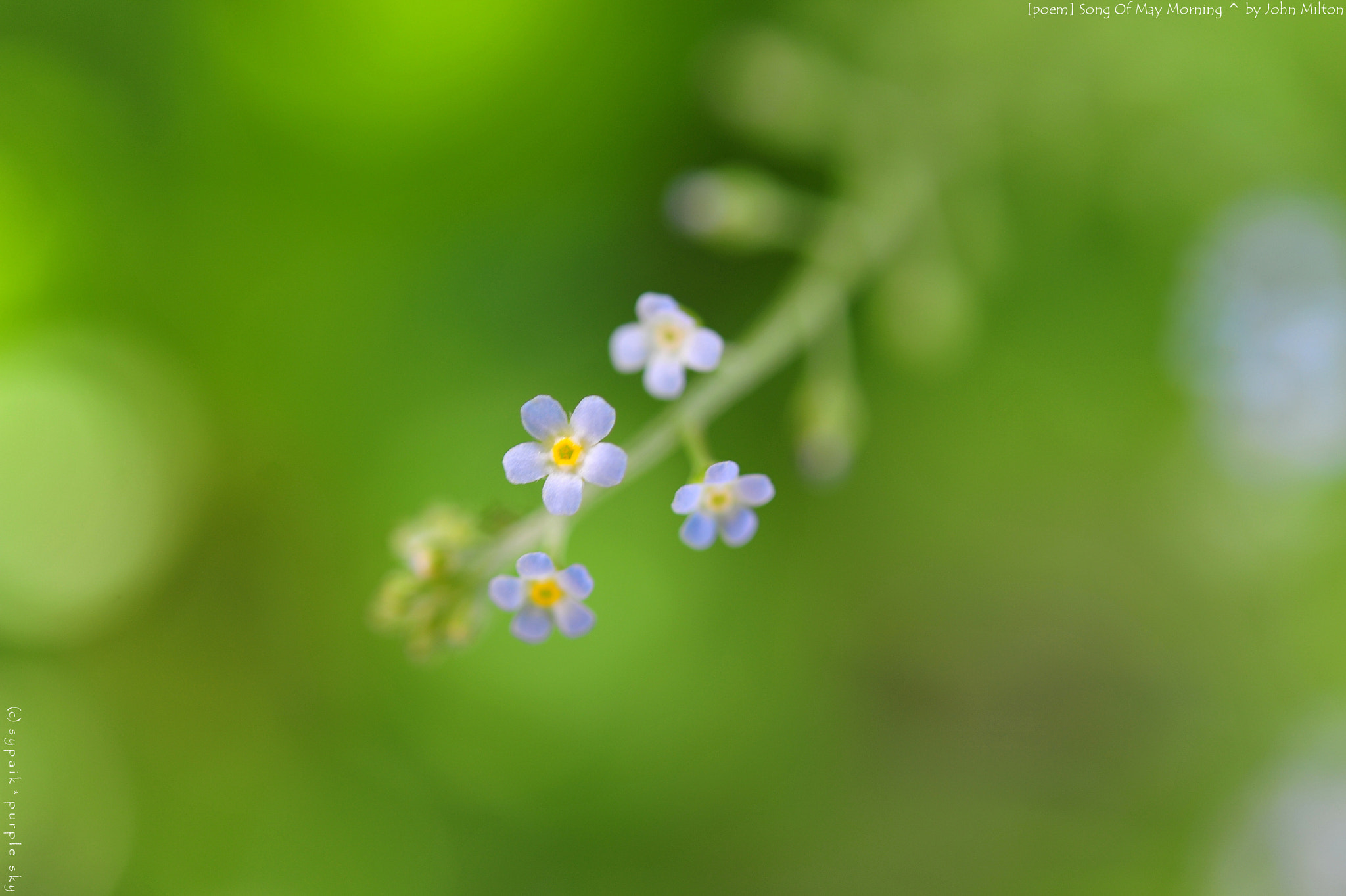 Nikon AF-S Micro-Nikkor 60mm F2.8G ED sample photo. Song on may morning photography