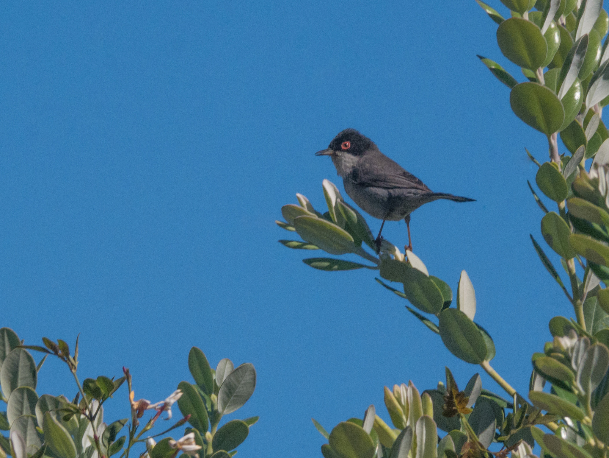 Panasonic Lumix DMC-GX7 sample photo. Sardinian warbler photography