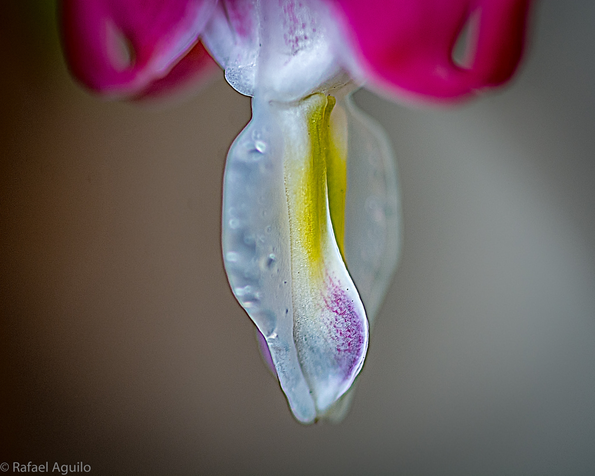 Nikon D7100 + AF Micro-Nikkor 105mm f/2.8 sample photo. Bleeding heart stigma photography