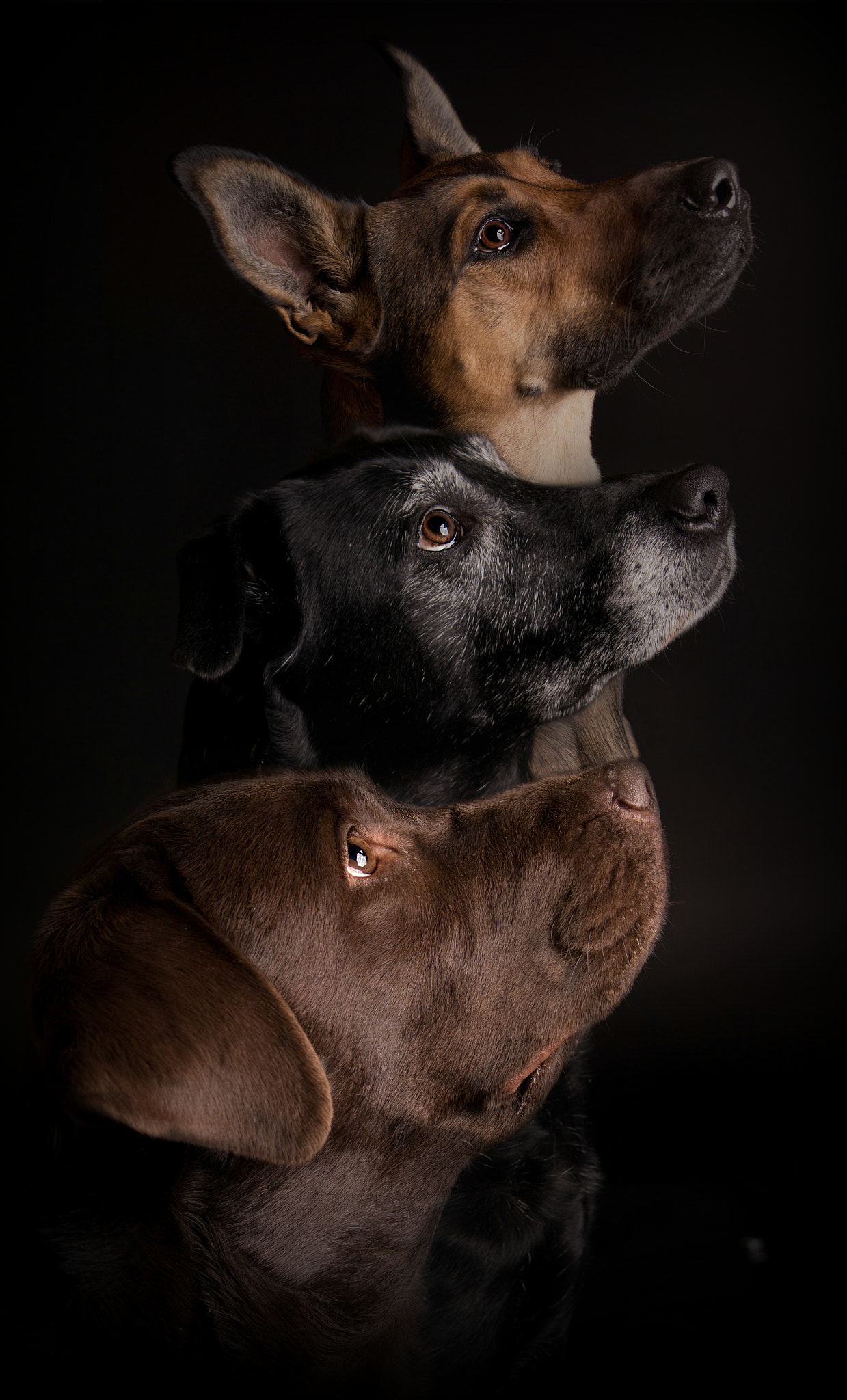 Sony ILCA-77M2 + Tamron SP 24-70mm F2.8 Di VC USD sample photo. Unser rudel photography