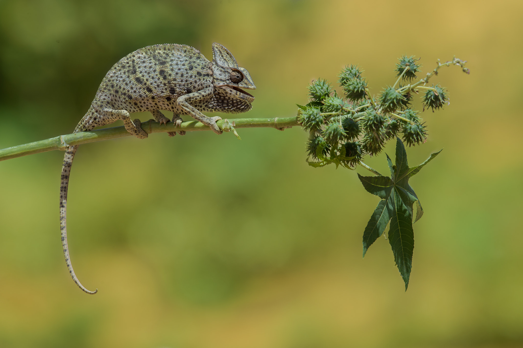 Nikon D4S sample photo. Arabian chameleon photography